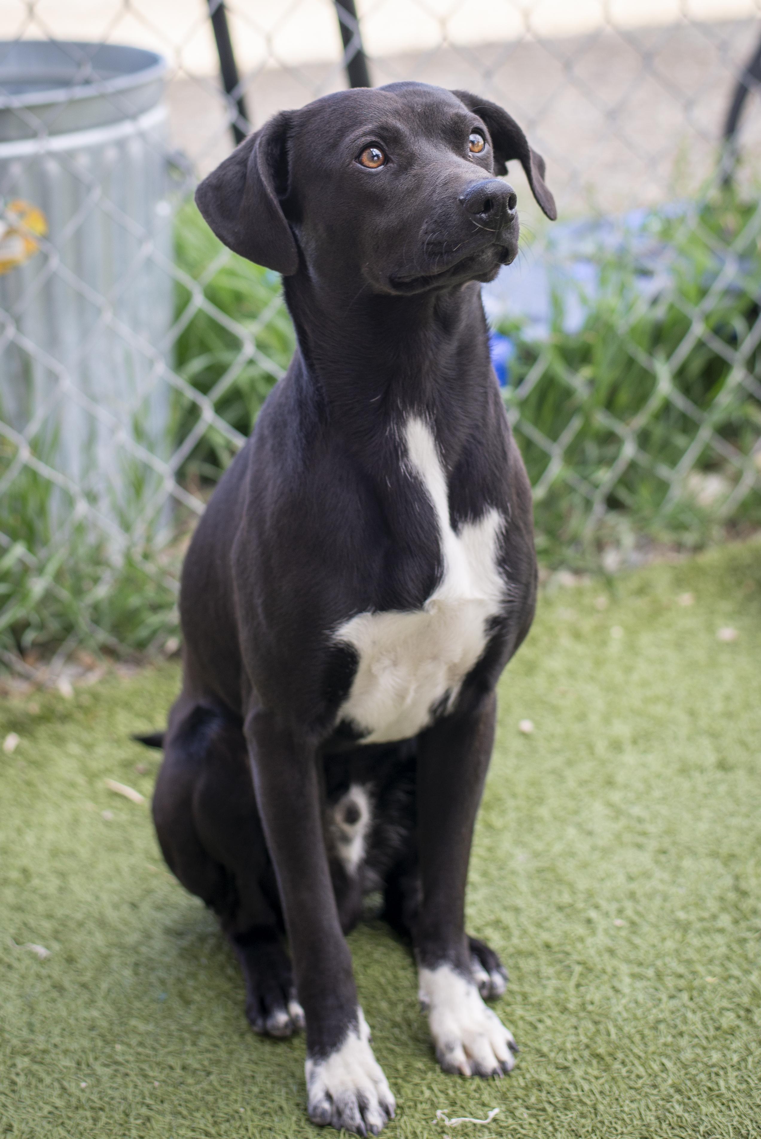 James, a ADOPTABLE mixed breed in Gunnison, CO image 2/4
