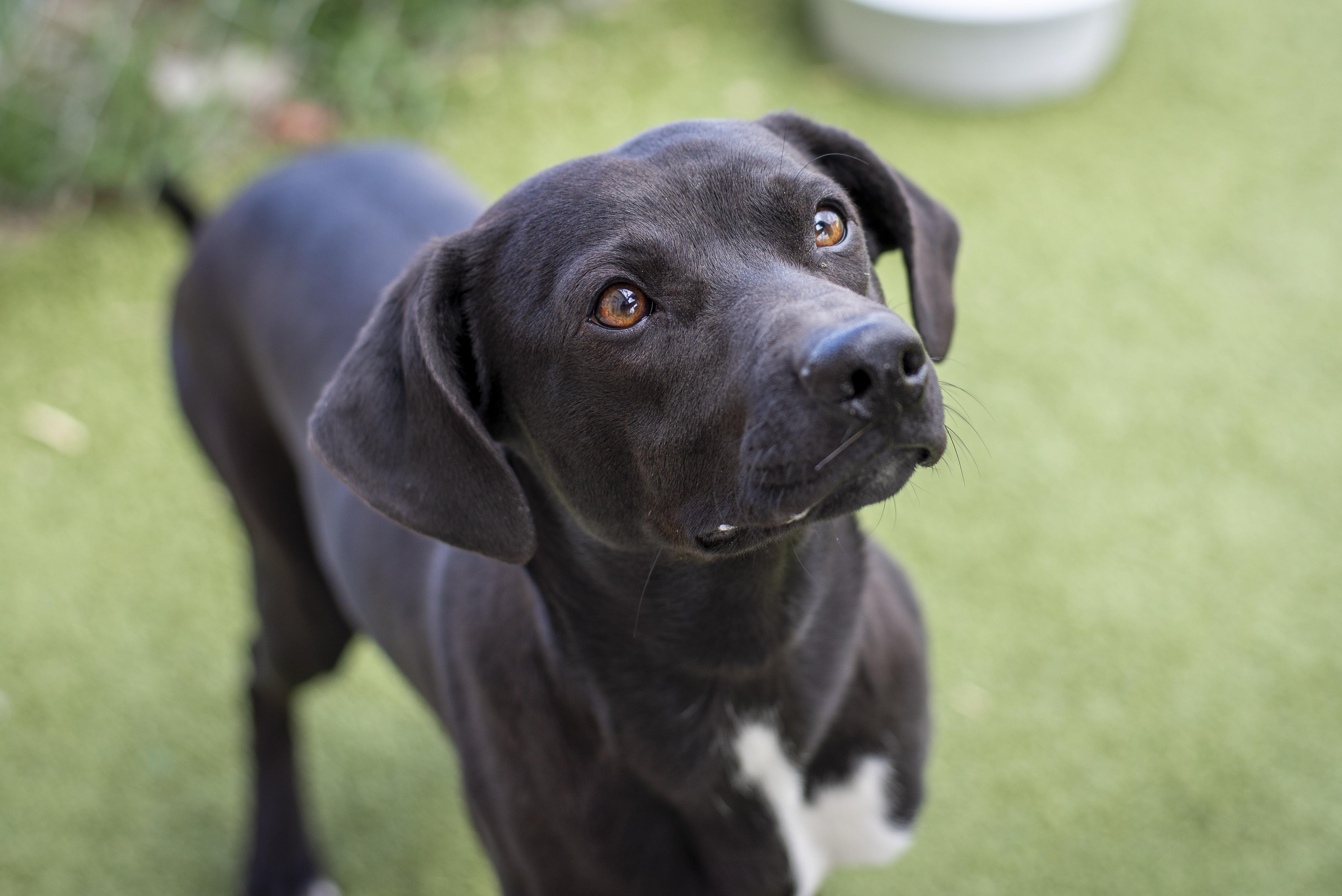 James, ADOPTABLE, Young Male Chiweenie.