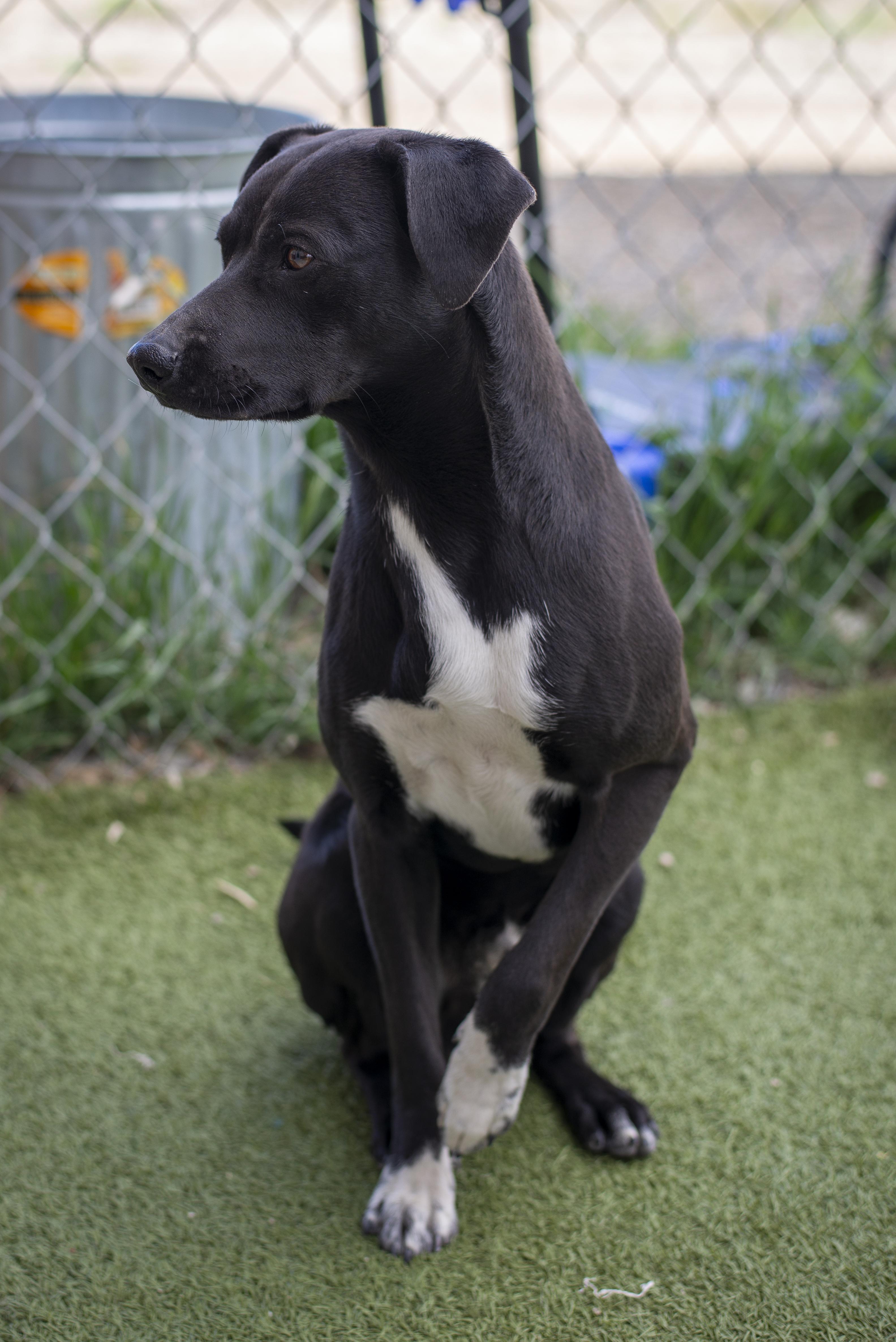 James, a ADOPTABLE mixed breed in Gunnison, CO image 4/4