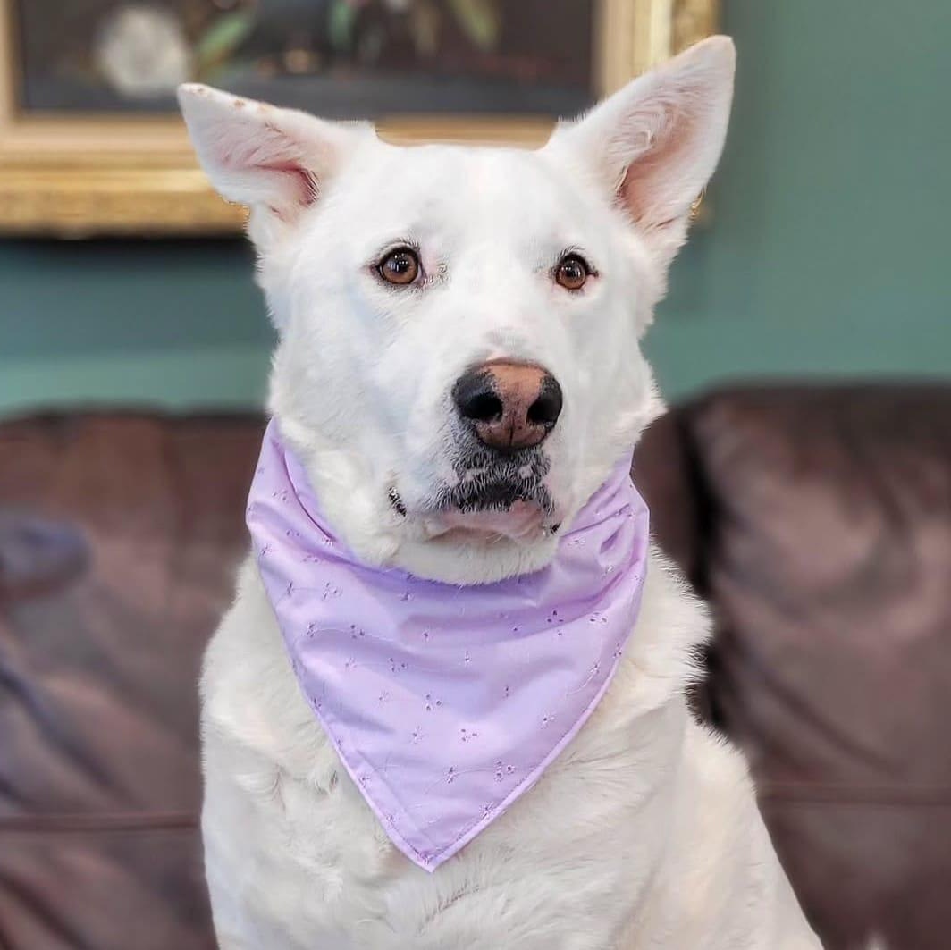 ALPHA, a Adoptable mixed breed in Pierrefonds, QC image 1/6