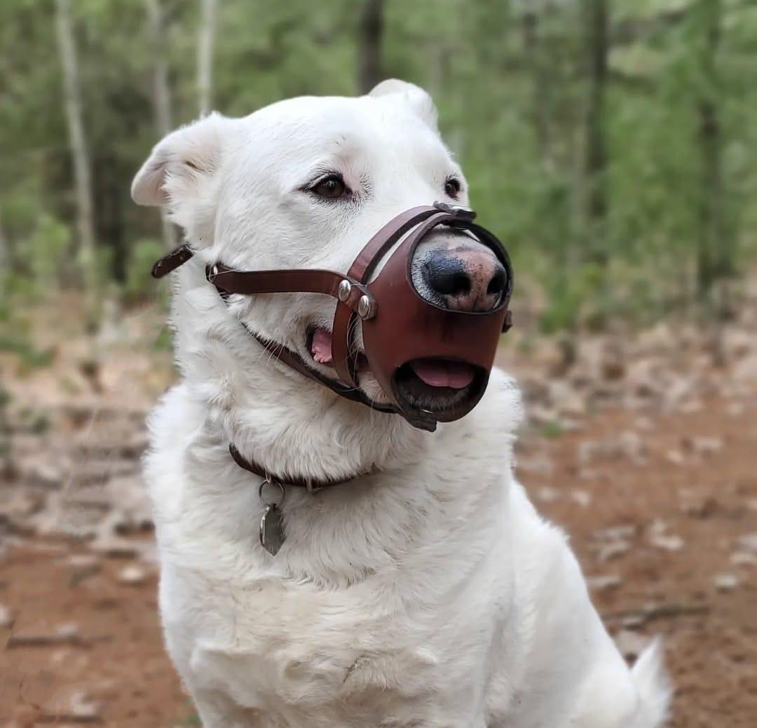 ALPHA, a Adoptable mixed breed in Pierrefonds, QC image 6/6