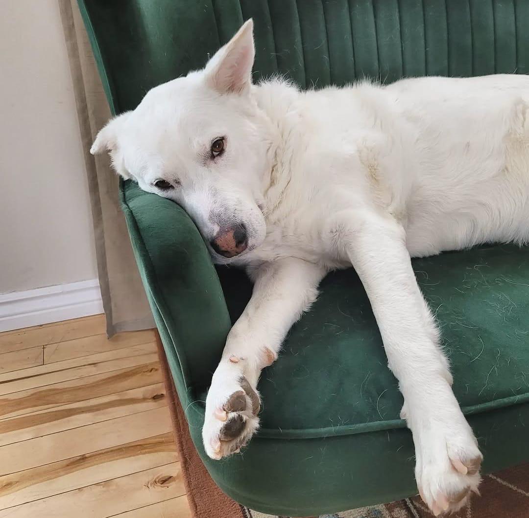 ALPHA, a Adoptable mixed breed in Pierrefonds, QC image 2/6