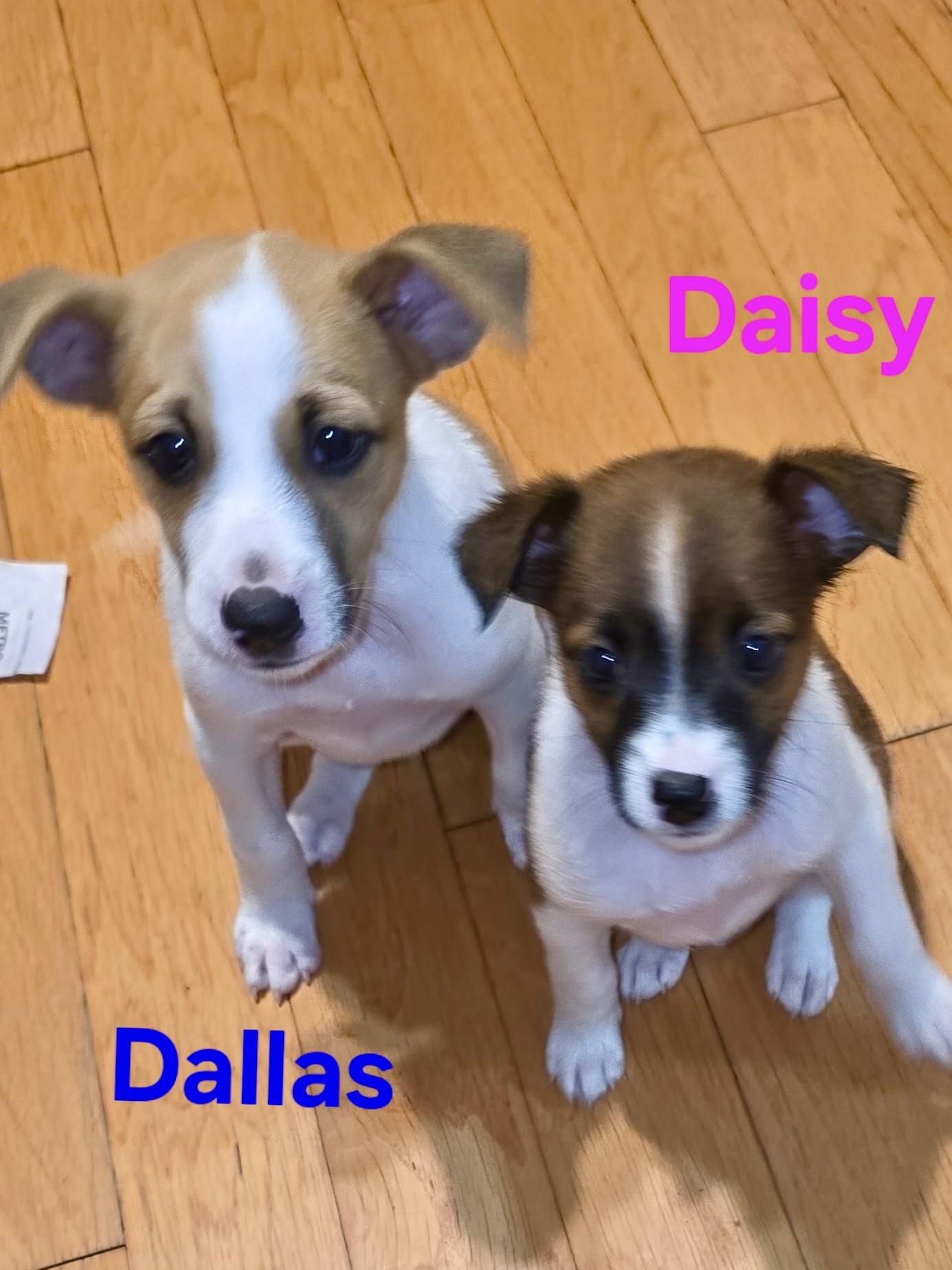 Duke and Daisy
