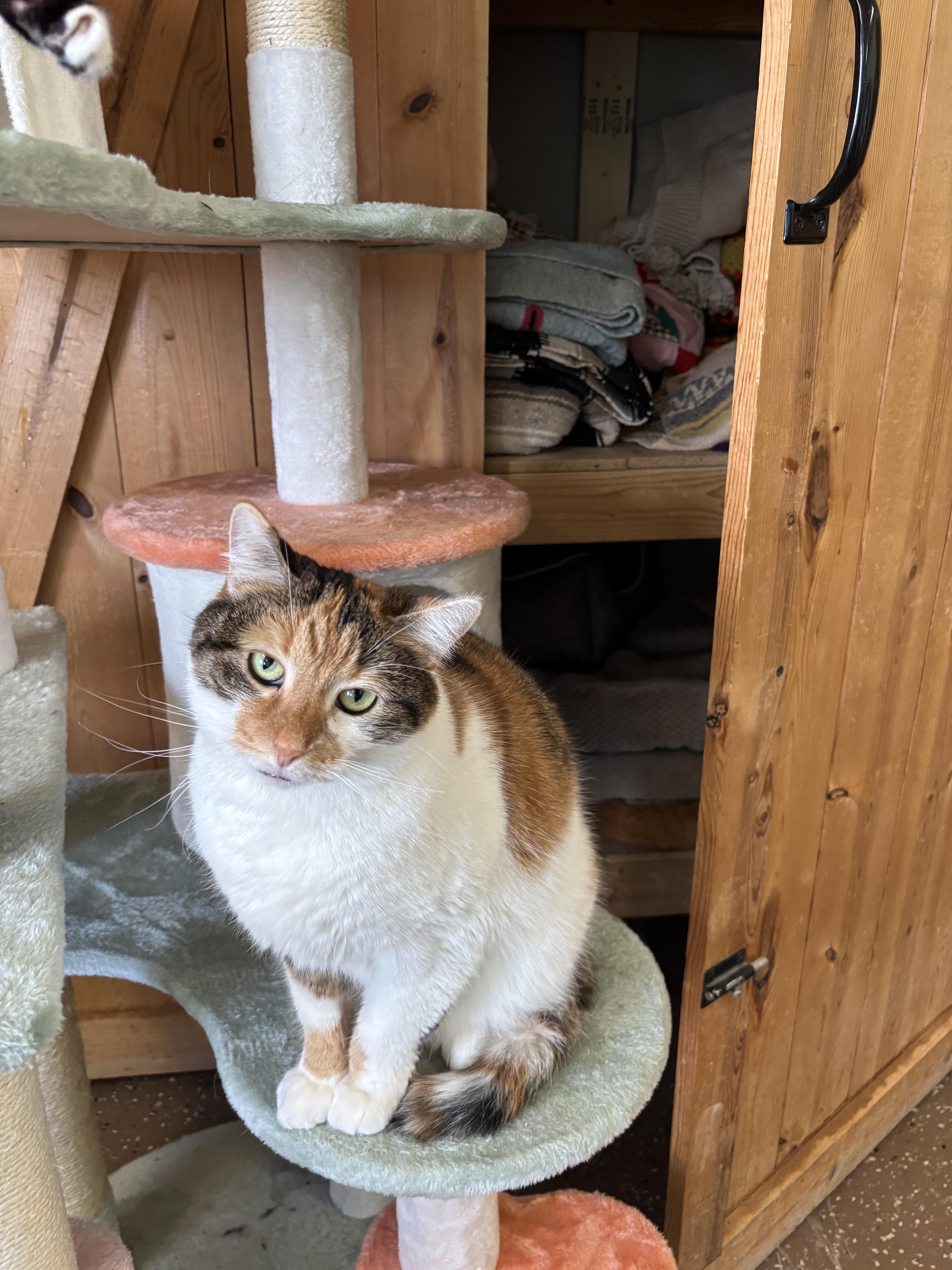 Enlarge Missy, a ADOPTABLE Domestic Short Hair in Franklin, IN image 1/1