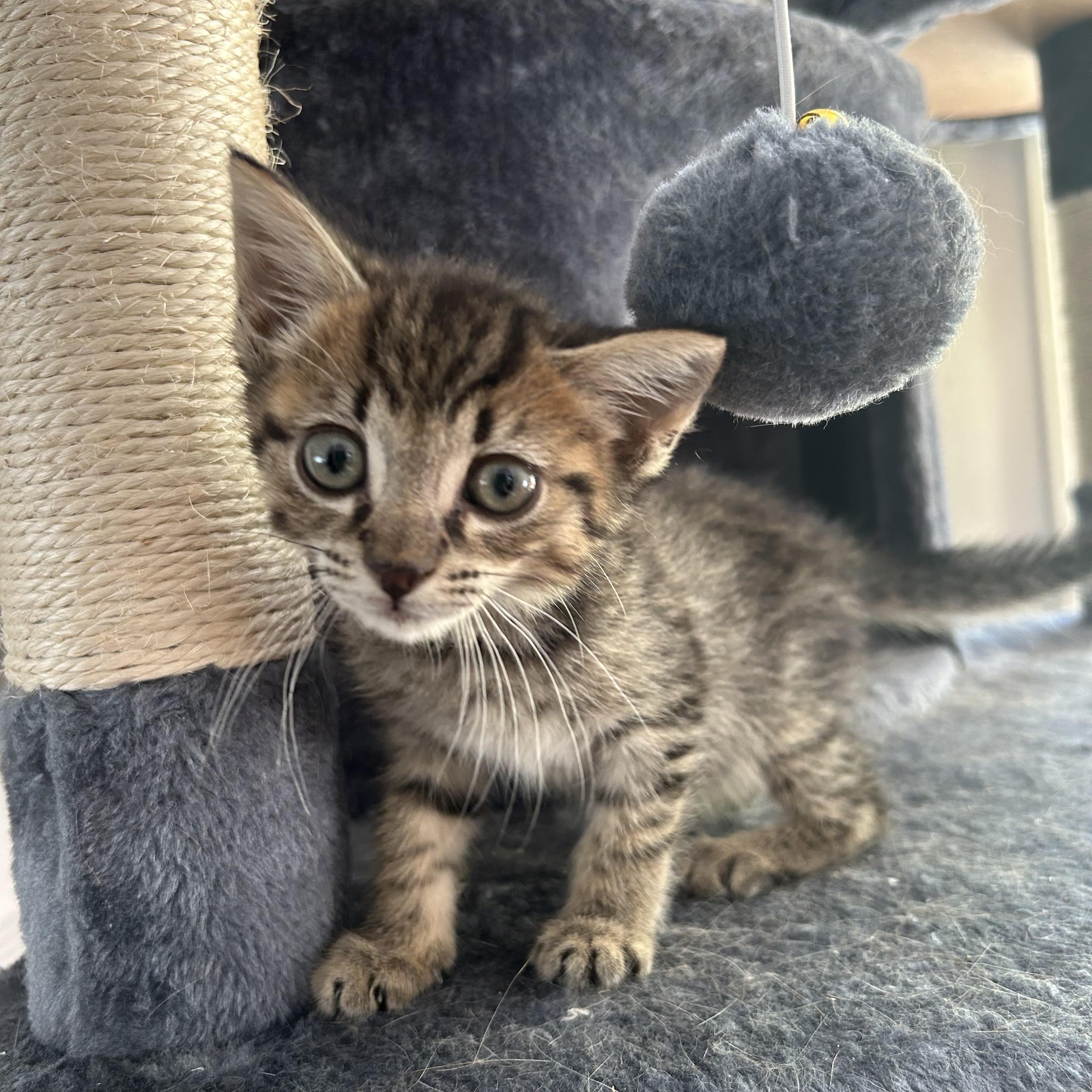 Kit, ADOPTABLE, Kitten Male Domestic Short Hair.