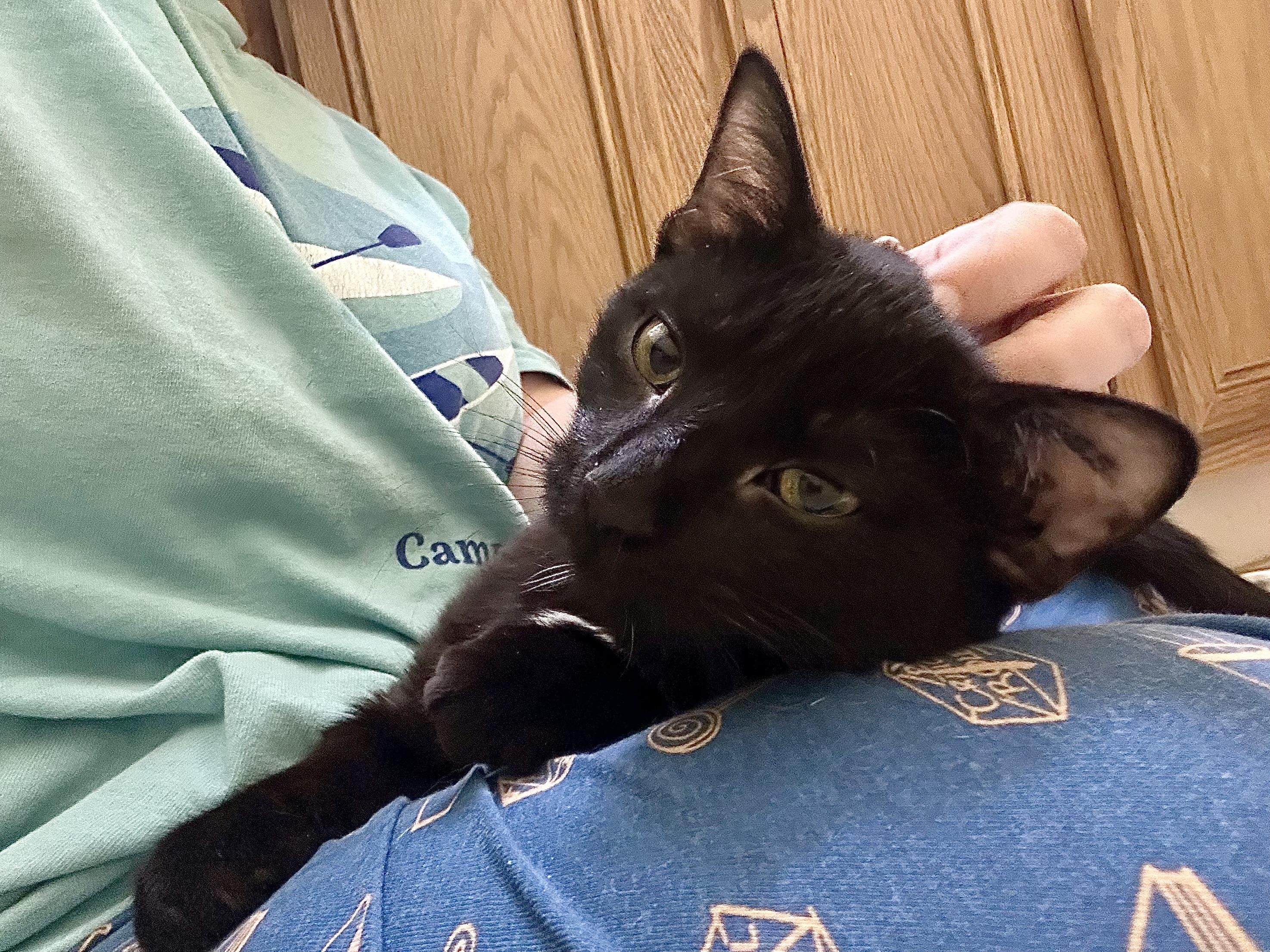 Enlarge Beatrice, a ADOPTABLE Domestic Short Hair in Elkton, MD image 4/6