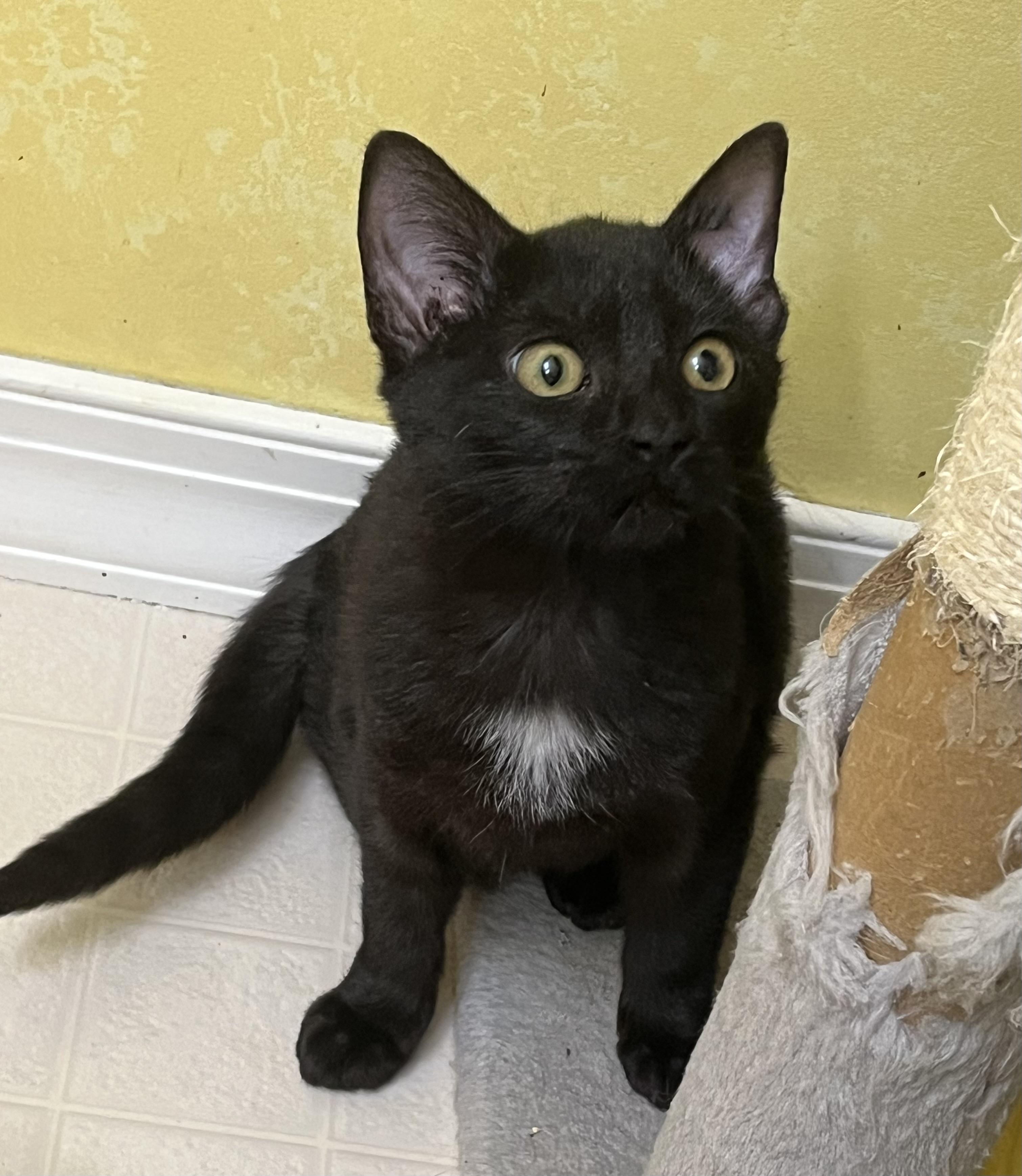 Enlarge Beatrice, a ADOPTABLE Domestic Short Hair in Elkton, MD image 3/5