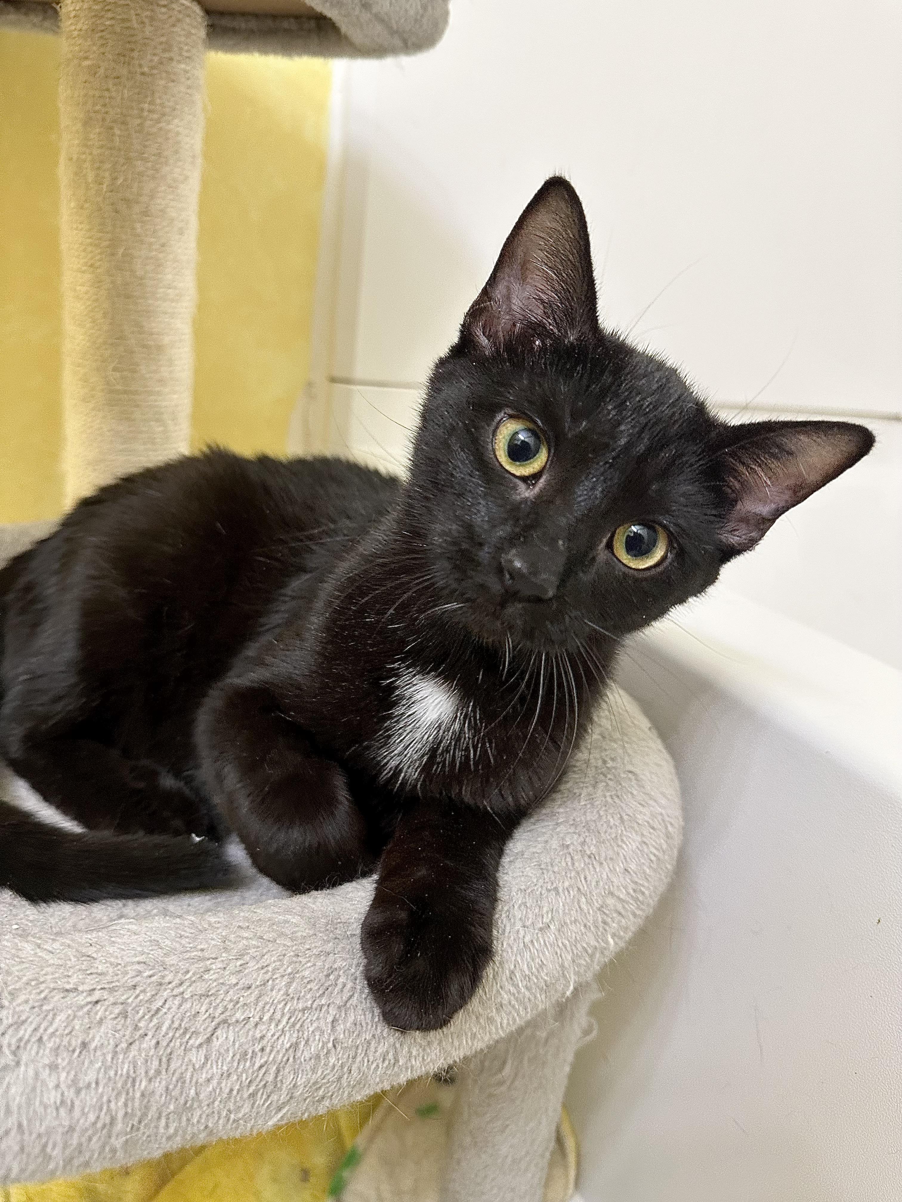 Enlarge Beatrice, a ADOPTABLE Domestic Short Hair in Elkton, MD image 3/6
