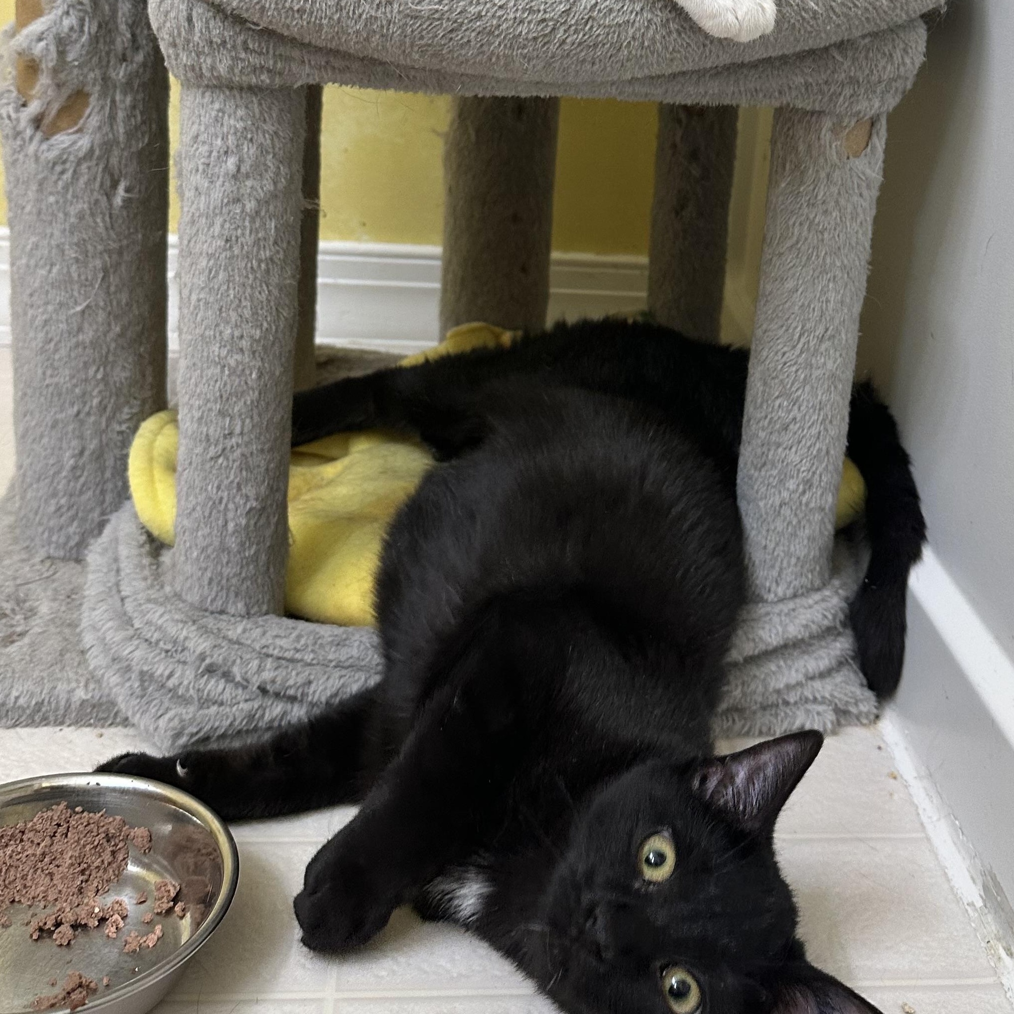 Enlarge Beatrice, a ADOPTABLE Domestic Short Hair in Elkton, MD image 5/5