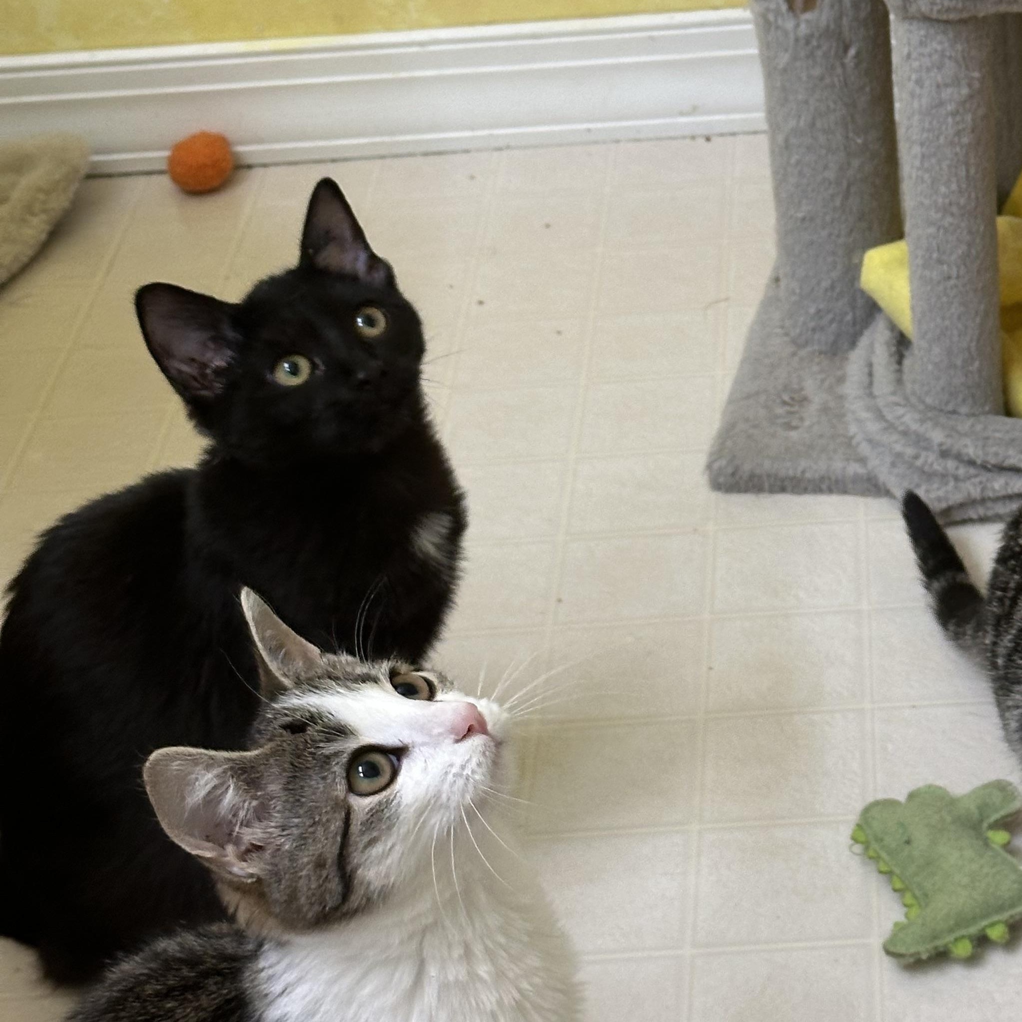 Enlarge Beatrice, a ADOPTABLE Domestic Short Hair in Elkton, MD image 4/5