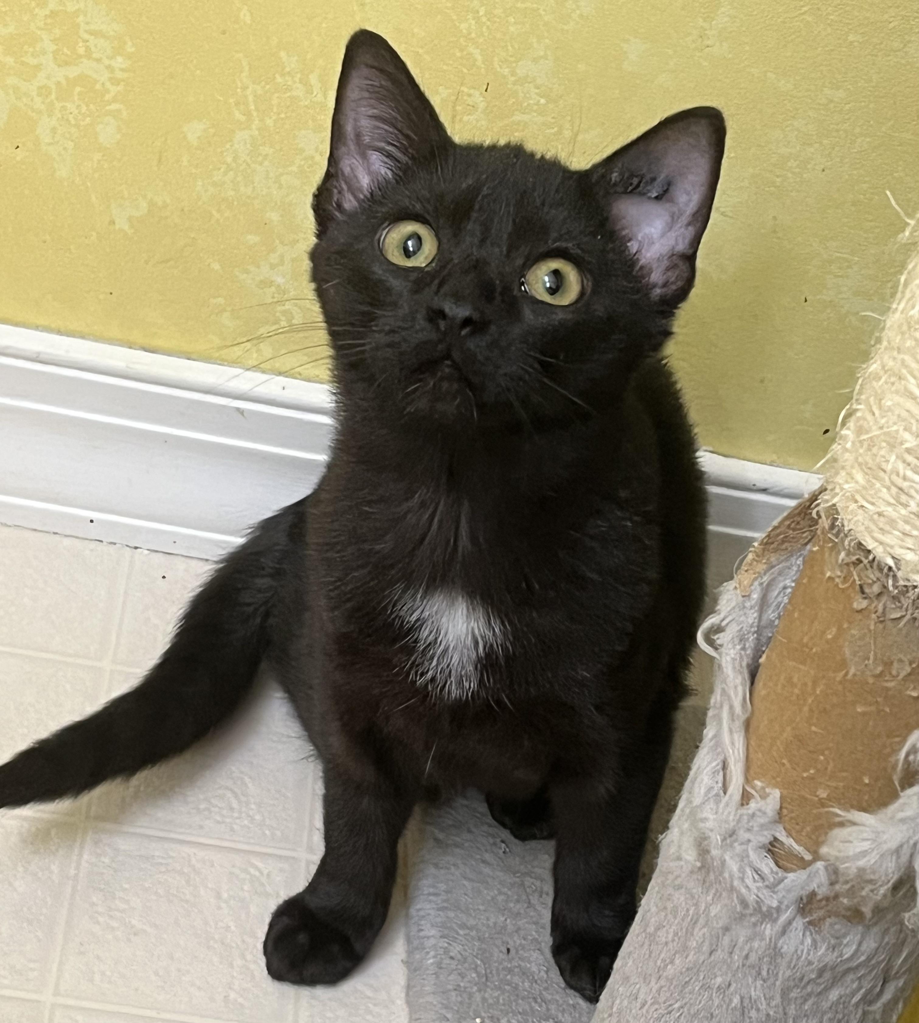 Enlarge Beatrice, a ADOPTABLE Domestic Short Hair in Elkton, MD image 1/5
