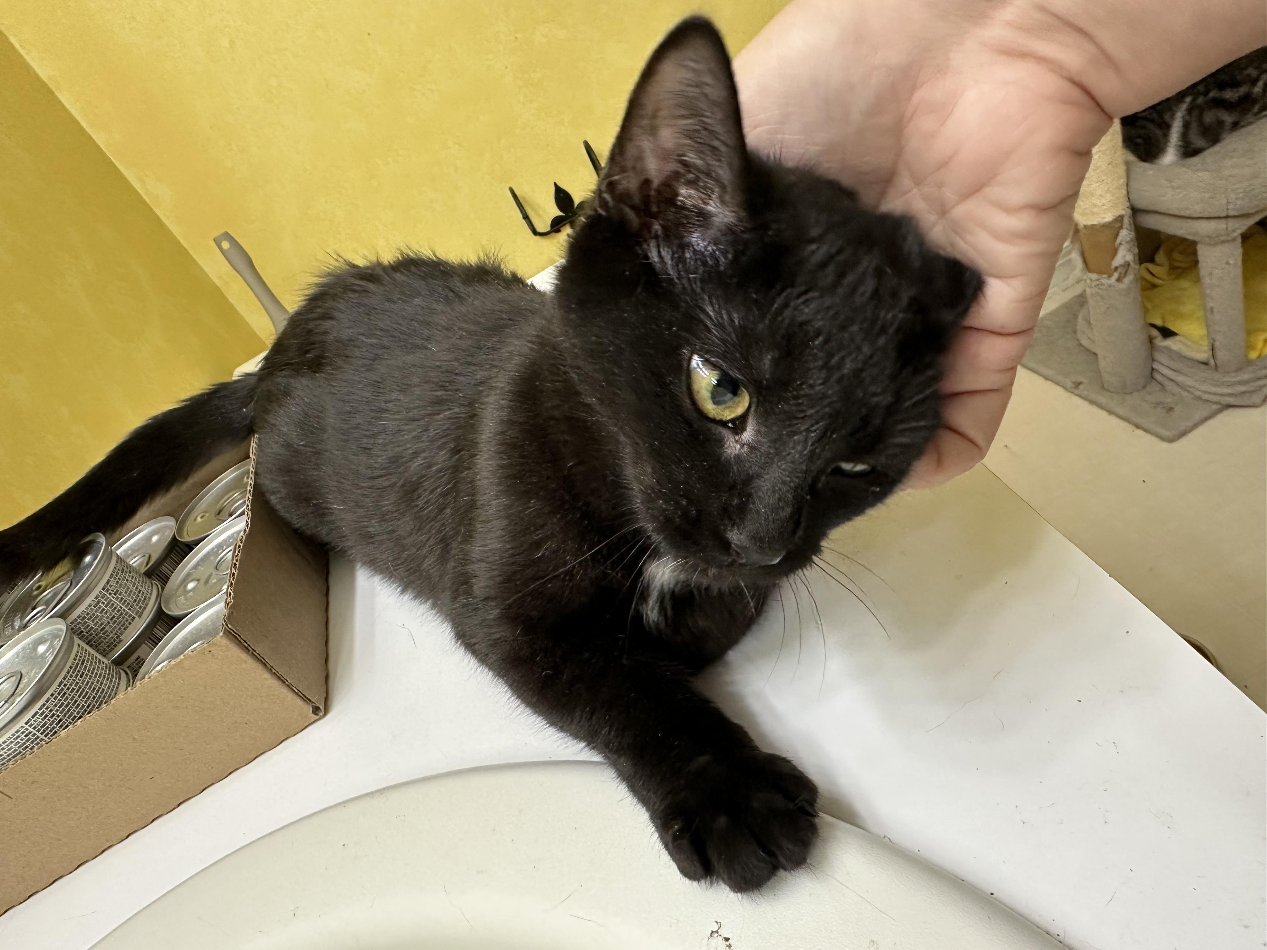 Enlarge Beatrice, a ADOPTABLE Domestic Short Hair in Elkton, MD image 2/5