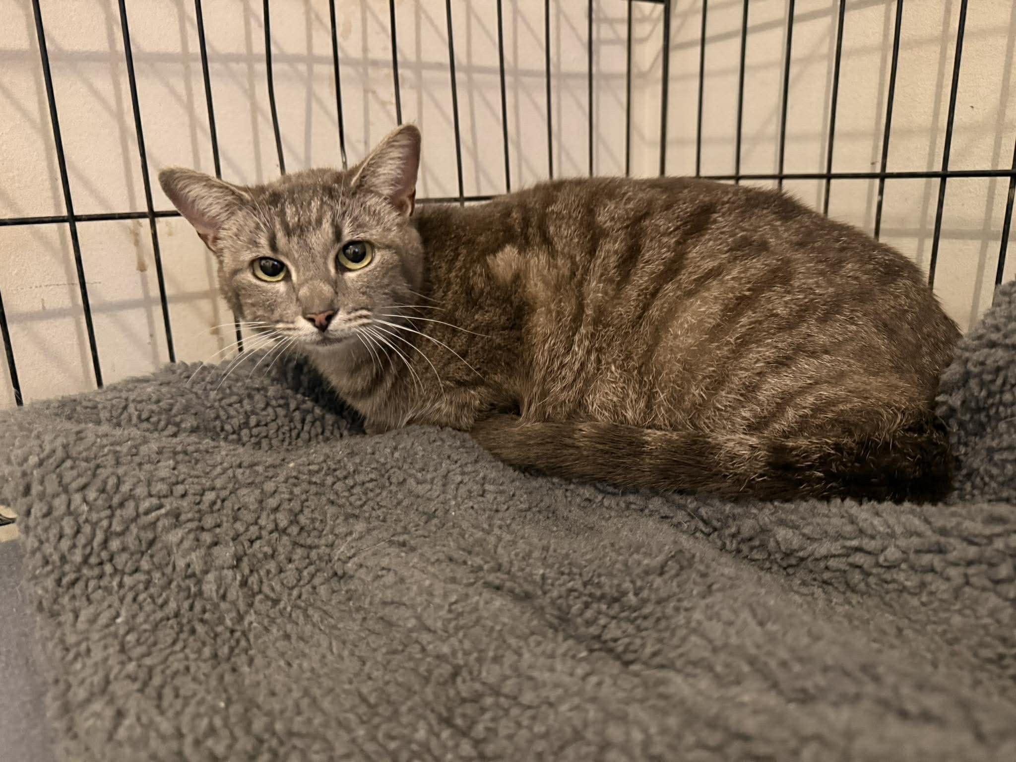 Big Mama Biscuit, a Adoptable Domestic Short Hair in Randolph, AL image 2/5
