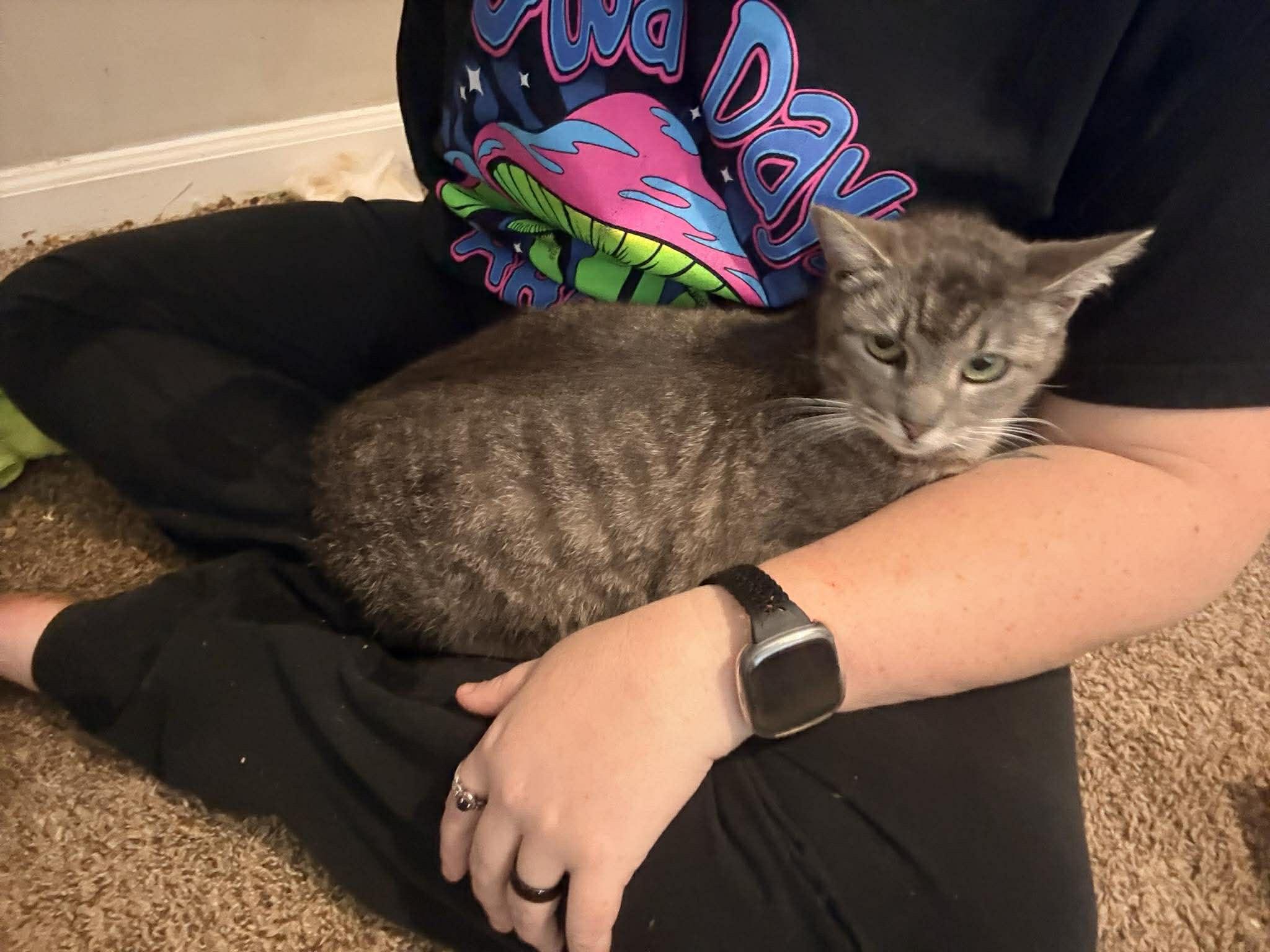 Big Mama Biscuit, a Adoptable Domestic Short Hair in Randolph, AL image 5/5