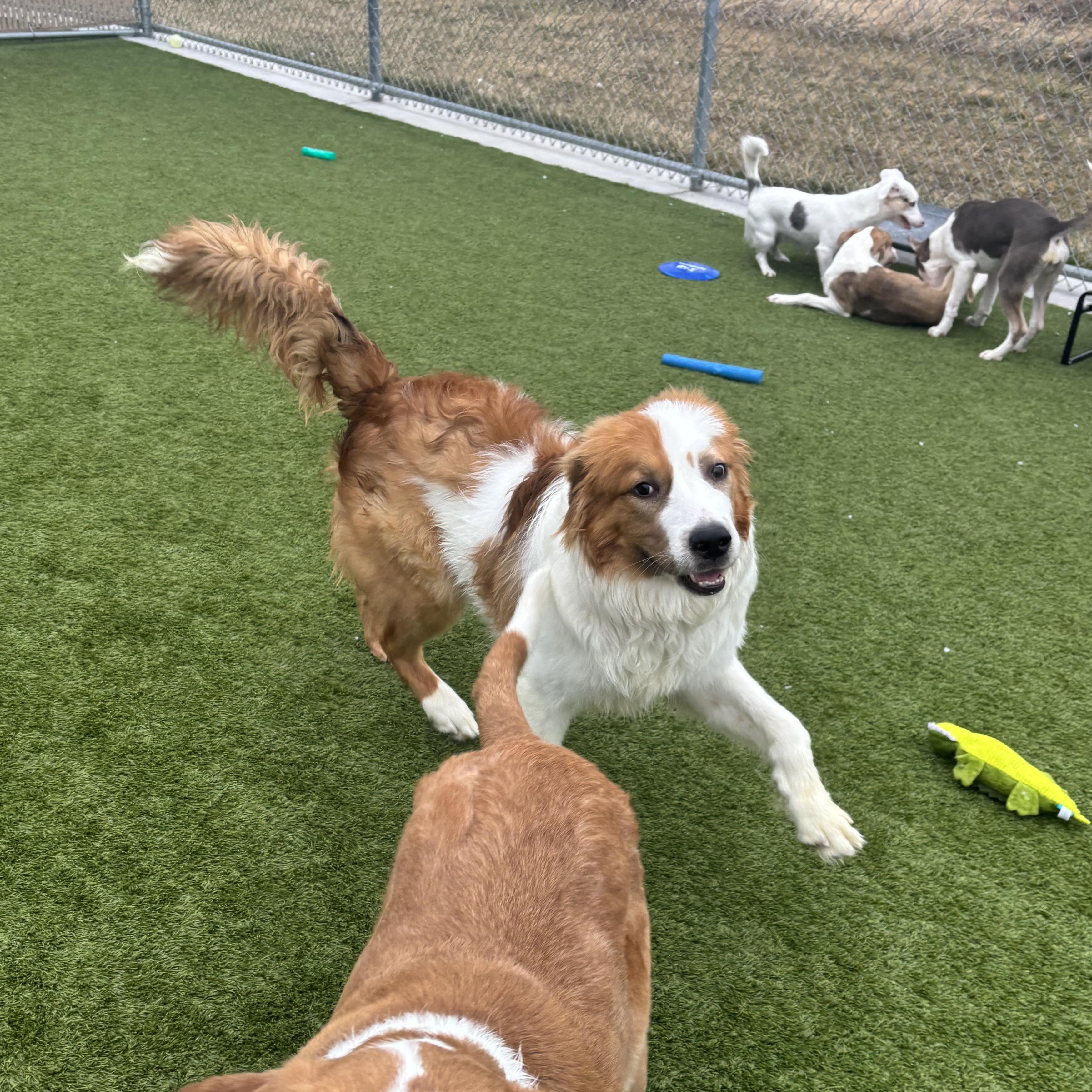 Enlarge Cheeto, a Adoptable mixed breed in Liberty, MO image 5/6