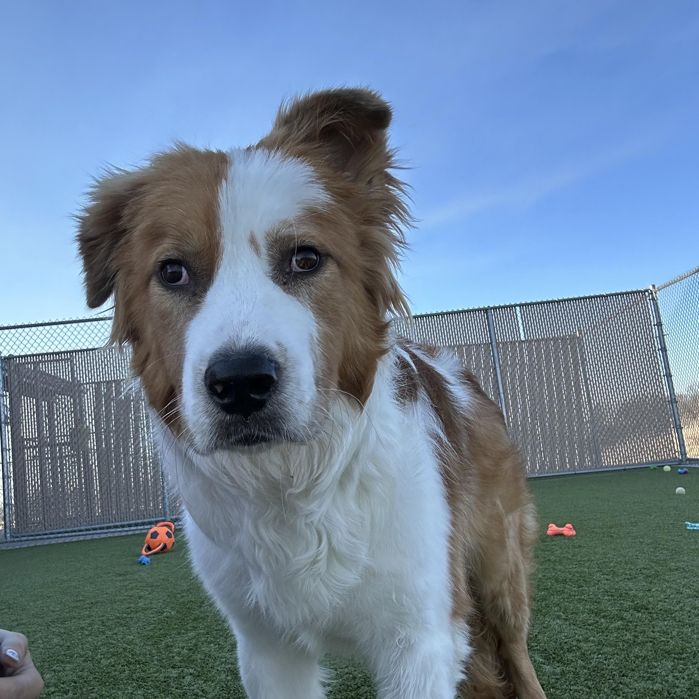 Cheeto, Adoptable, Puppy Male Saint Bernard.