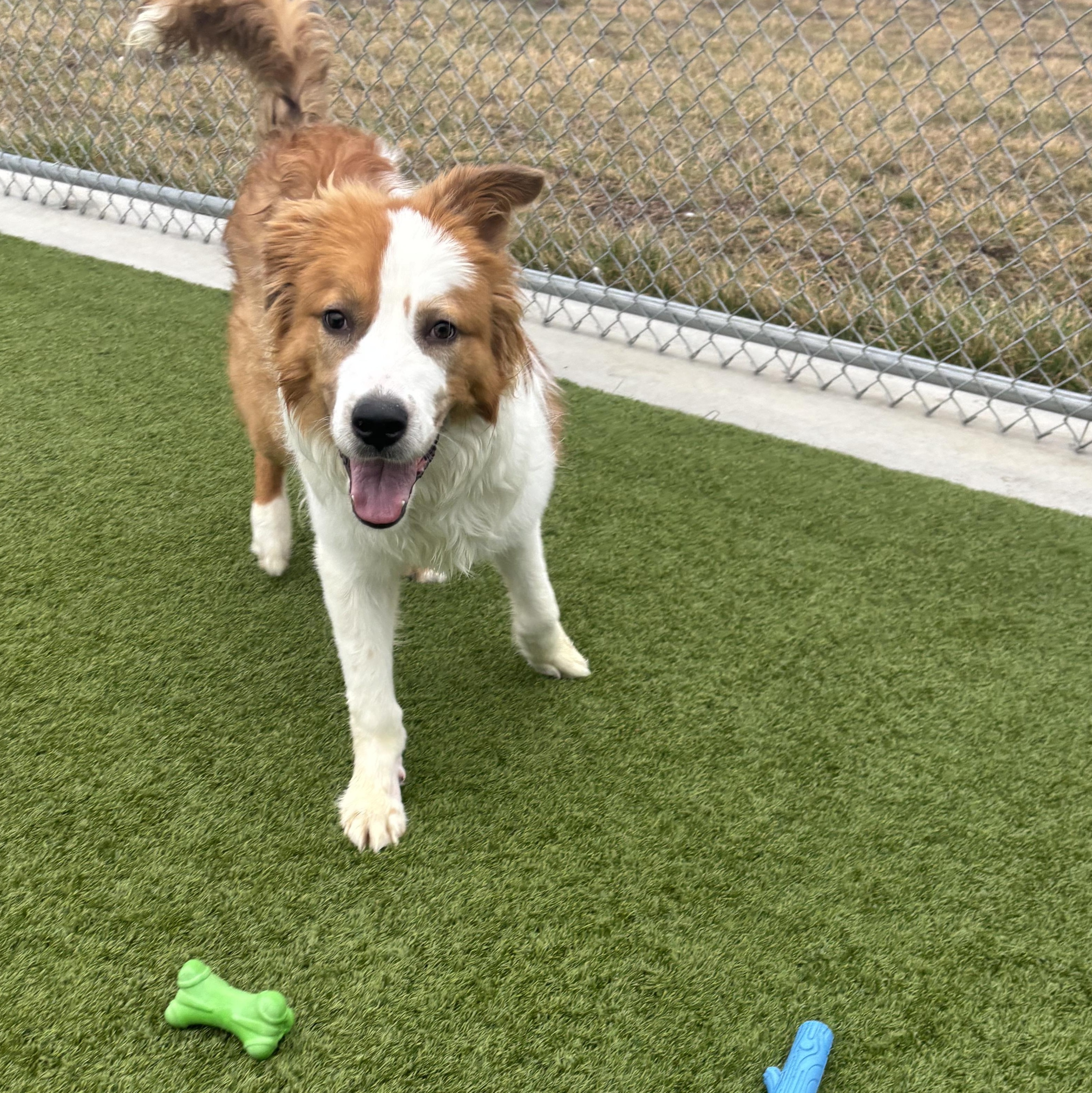 Enlarge Cheeto, a Adoptable mixed breed in Liberty, MO image 2/6