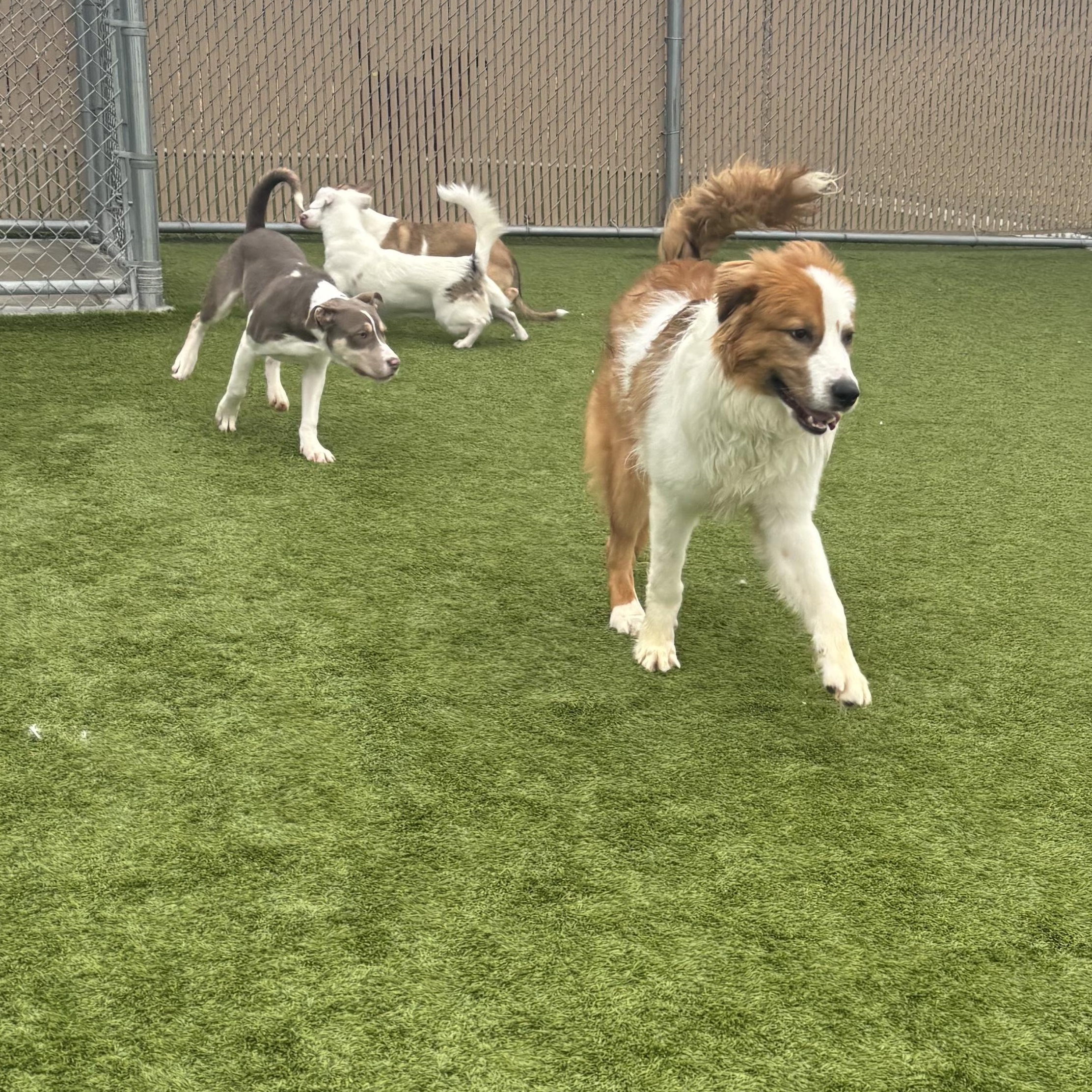Enlarge Cheeto, a Adoptable mixed breed in Liberty, MO image 6/6