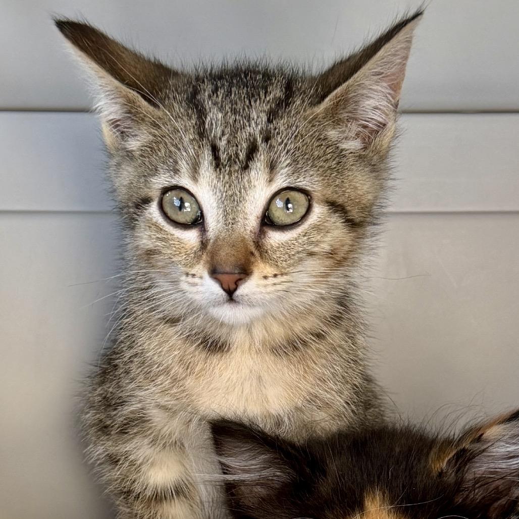 Mouse, Adoptable, Kitten Female Domestic Short Hair.