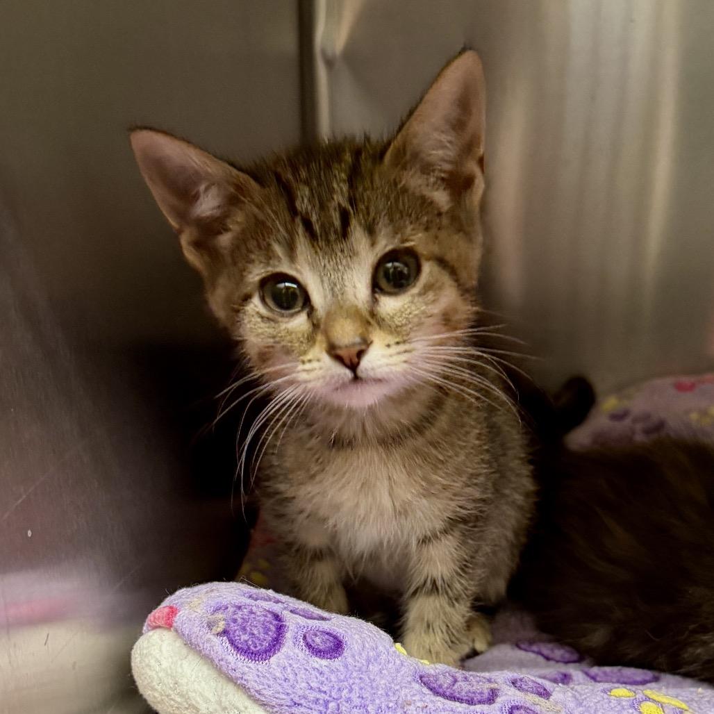Enlarge Mouse, a Adoptable Domestic Short Hair in Middleburg Heights , OH image 2/5