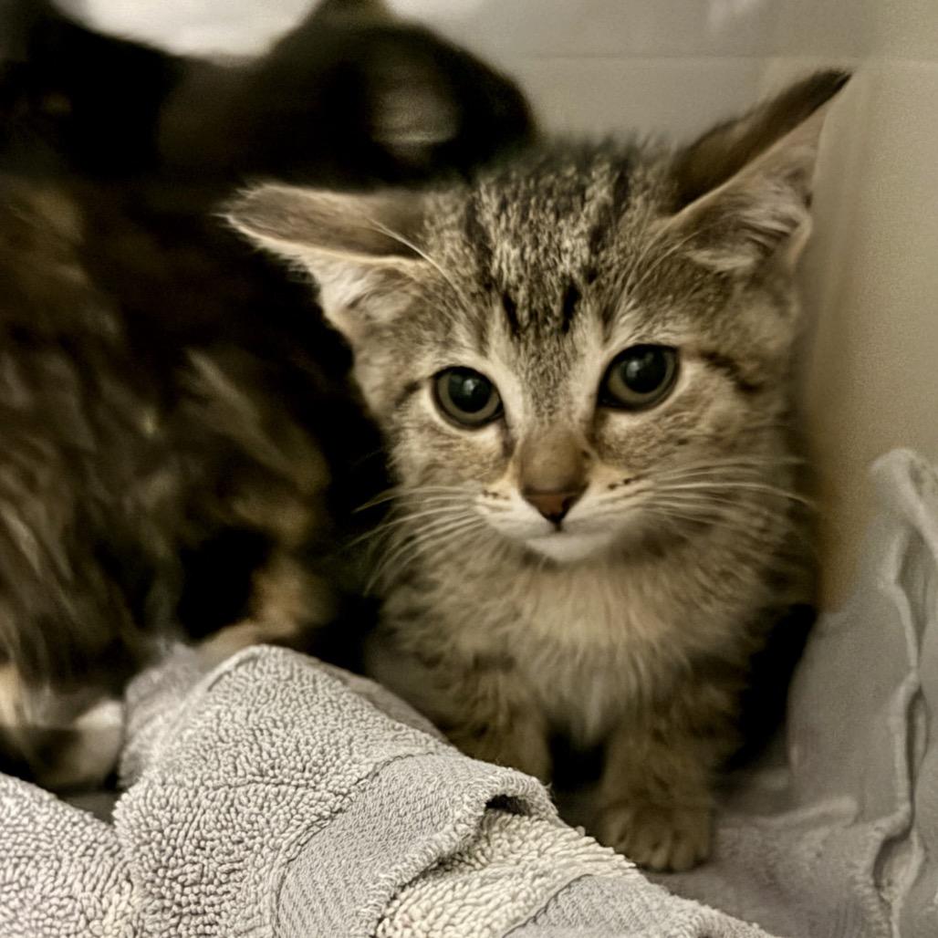 Enlarge Mouse, a Adoptable Domestic Short Hair in Middleburg Heights , OH image 4/5