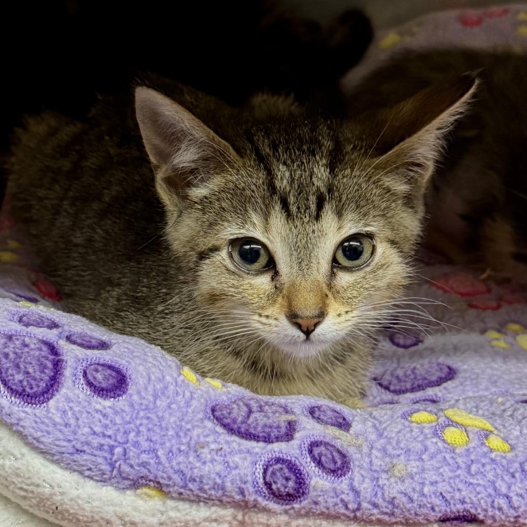 Enlarge Mouse, a Adoptable Domestic Short Hair in Middleburg Heights , OH image 5/5