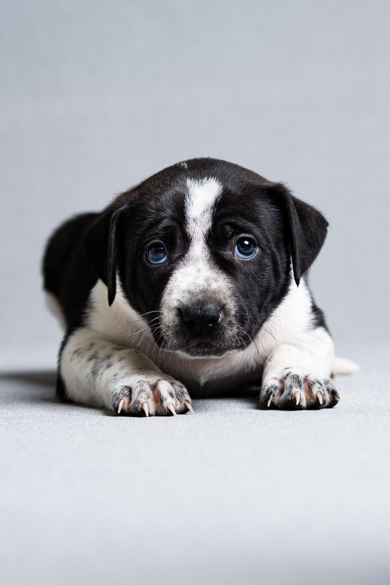 Enlarge Todd, an adopted mixed breed in Oregon, OH image 1/1