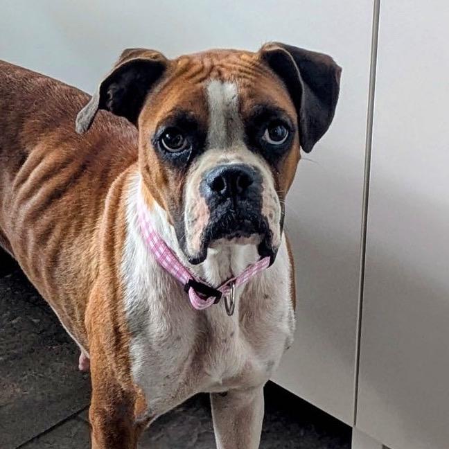 Molly Boxer Dog