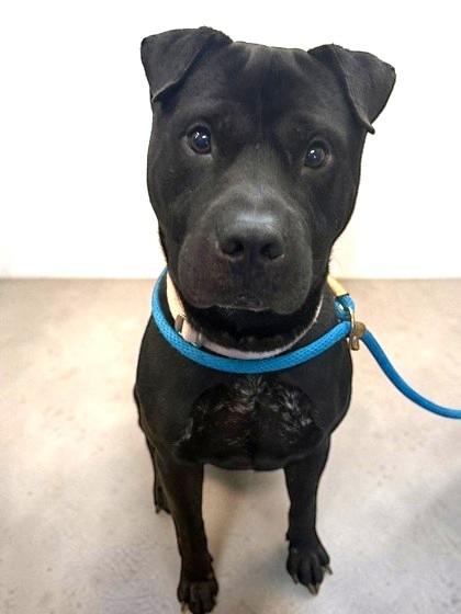 Night, Adoptable, Adult Male Shar-Pei & Labrador Retriever.