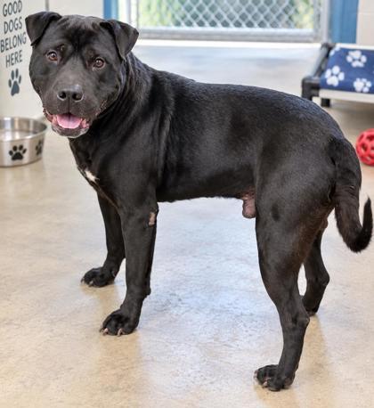 Enlarge Night, a Adoptable mixed breed in Inverness, FL image 2/2
