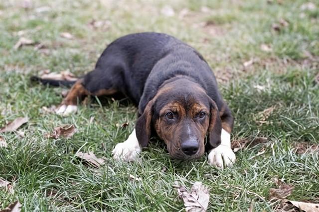 Enlarge DOLORES, a Adoptable mixed breed in Belleville, IL image 1/1