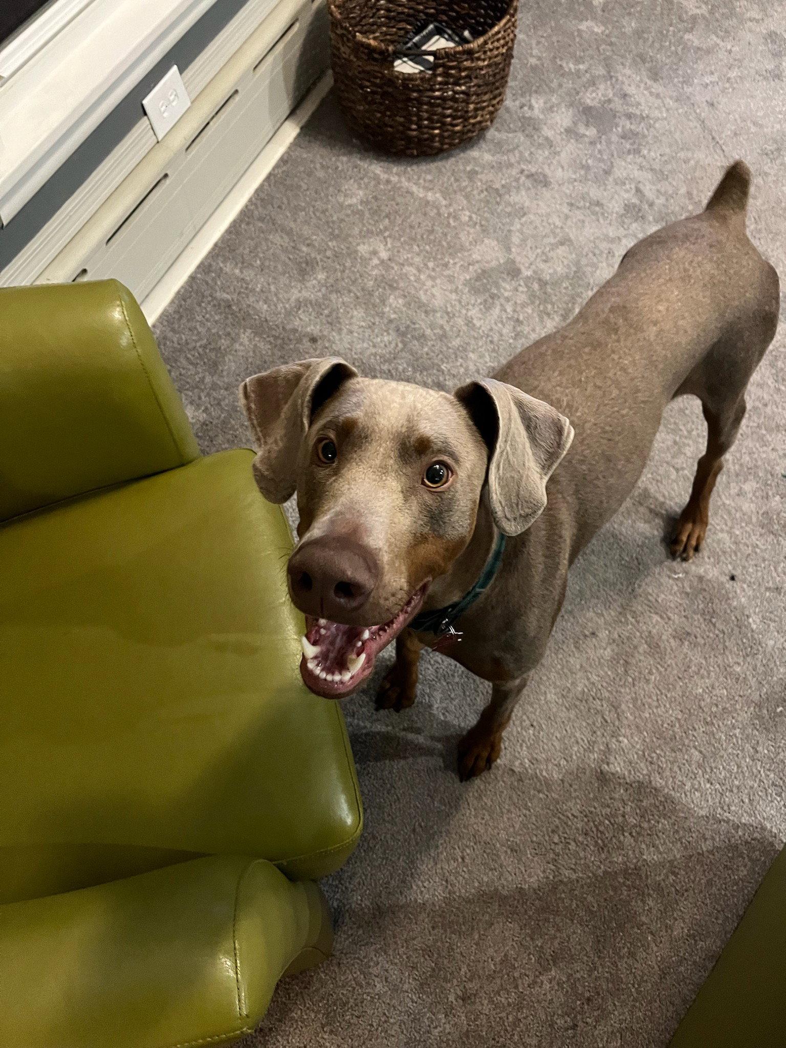 Perdy, Adopted, Young Male Doberman Pinscher.