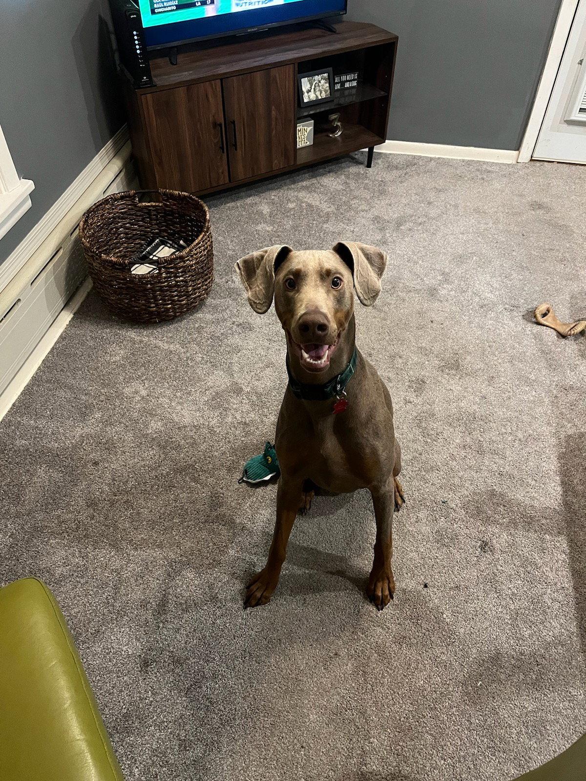 Enlarge Perdy, a Adopted Doberman Pinscher in Minneapolis, MN image 2/2