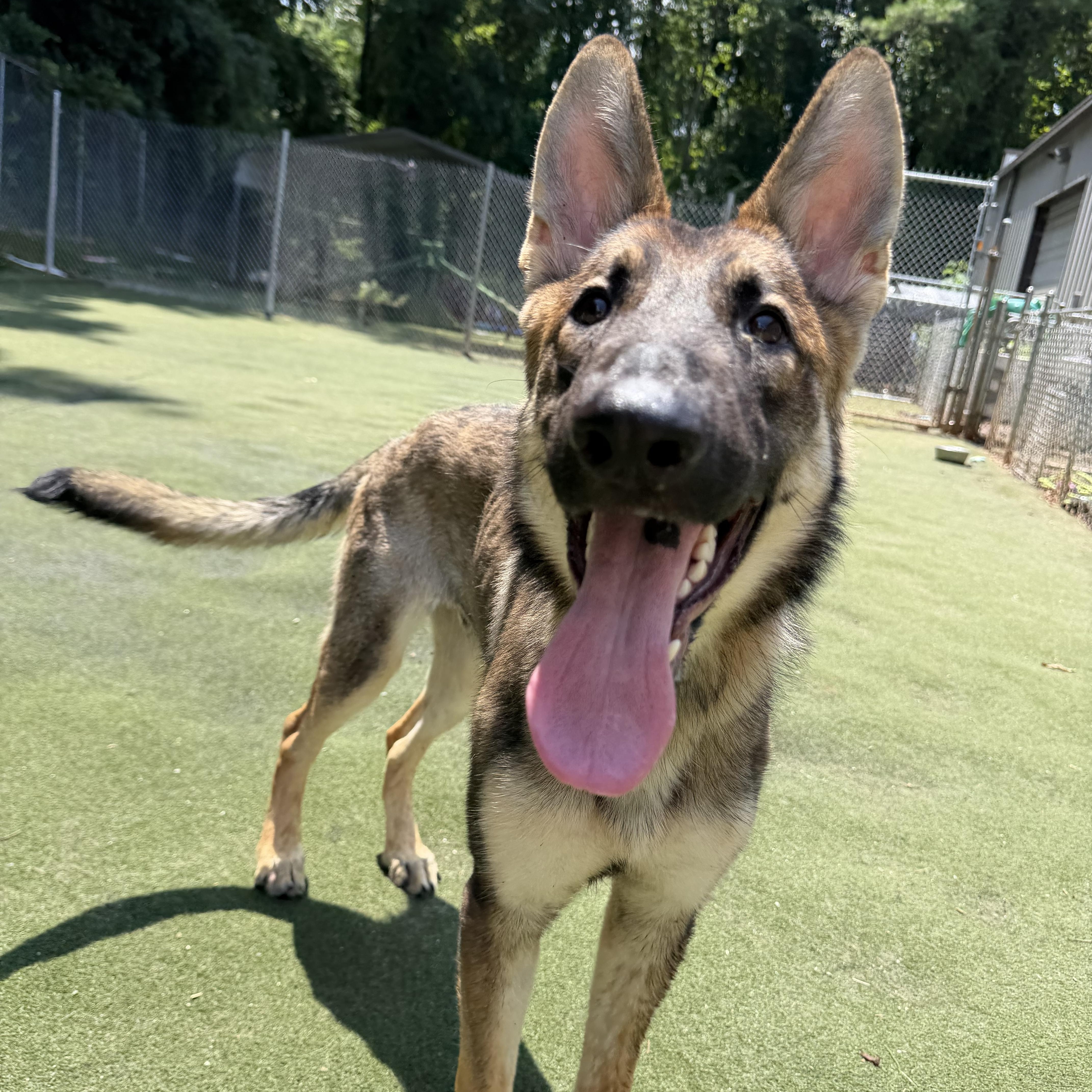 Timber, an adopted mixed breed in Charlotte, NC image 6/6