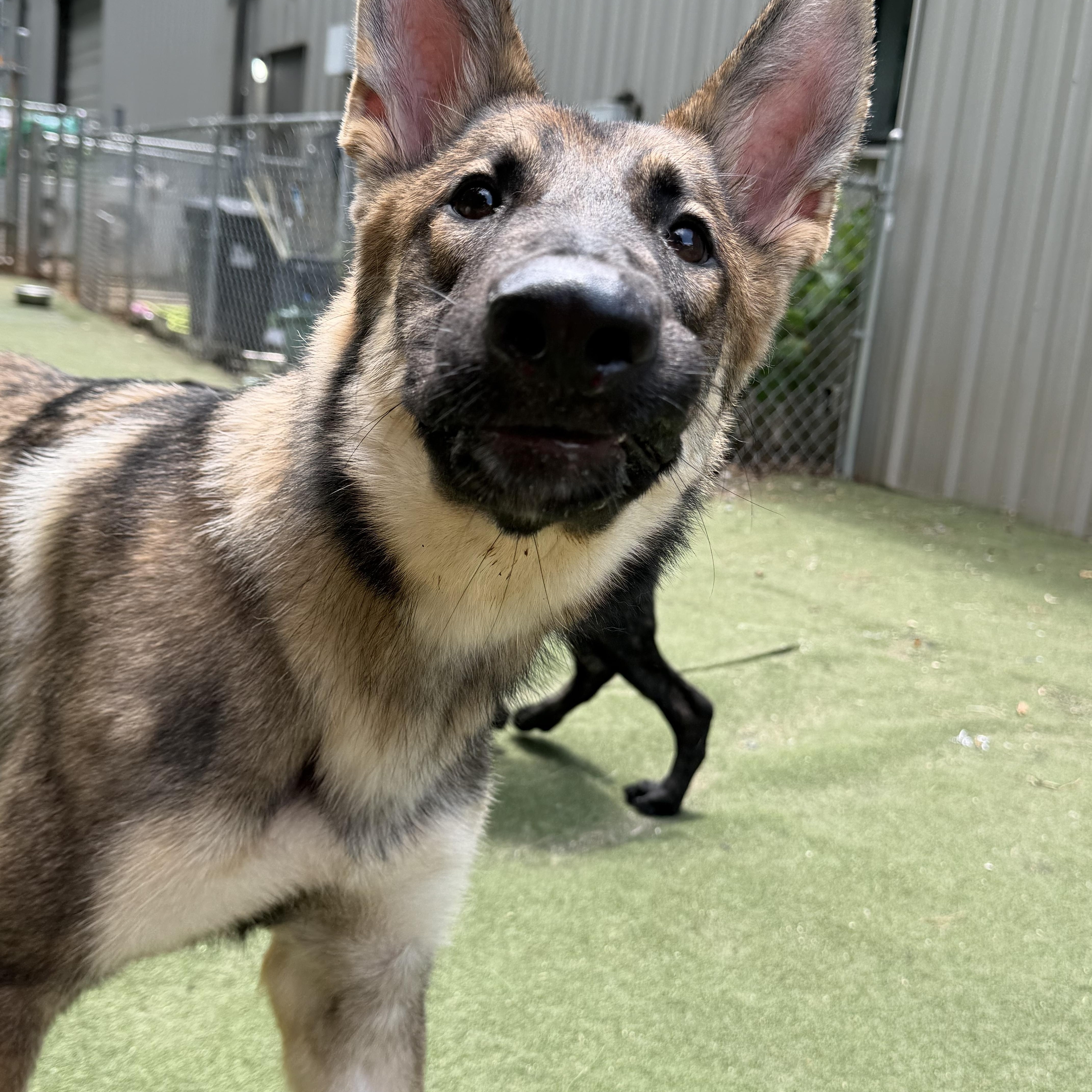 Timber, an adopted mixed breed in Charlotte, NC image 4/6