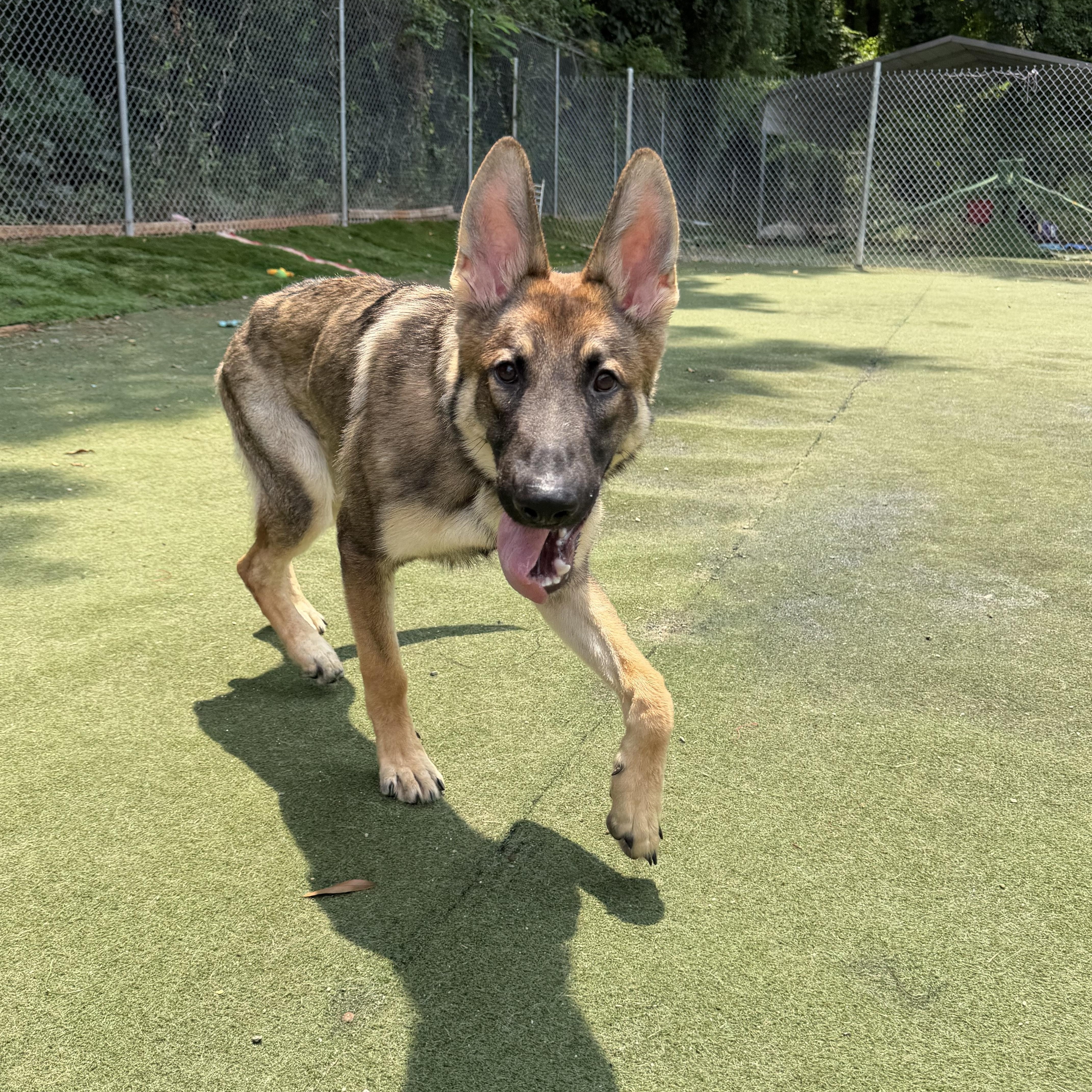 Timber, an adopted mixed breed in Charlotte, NC image 5/6