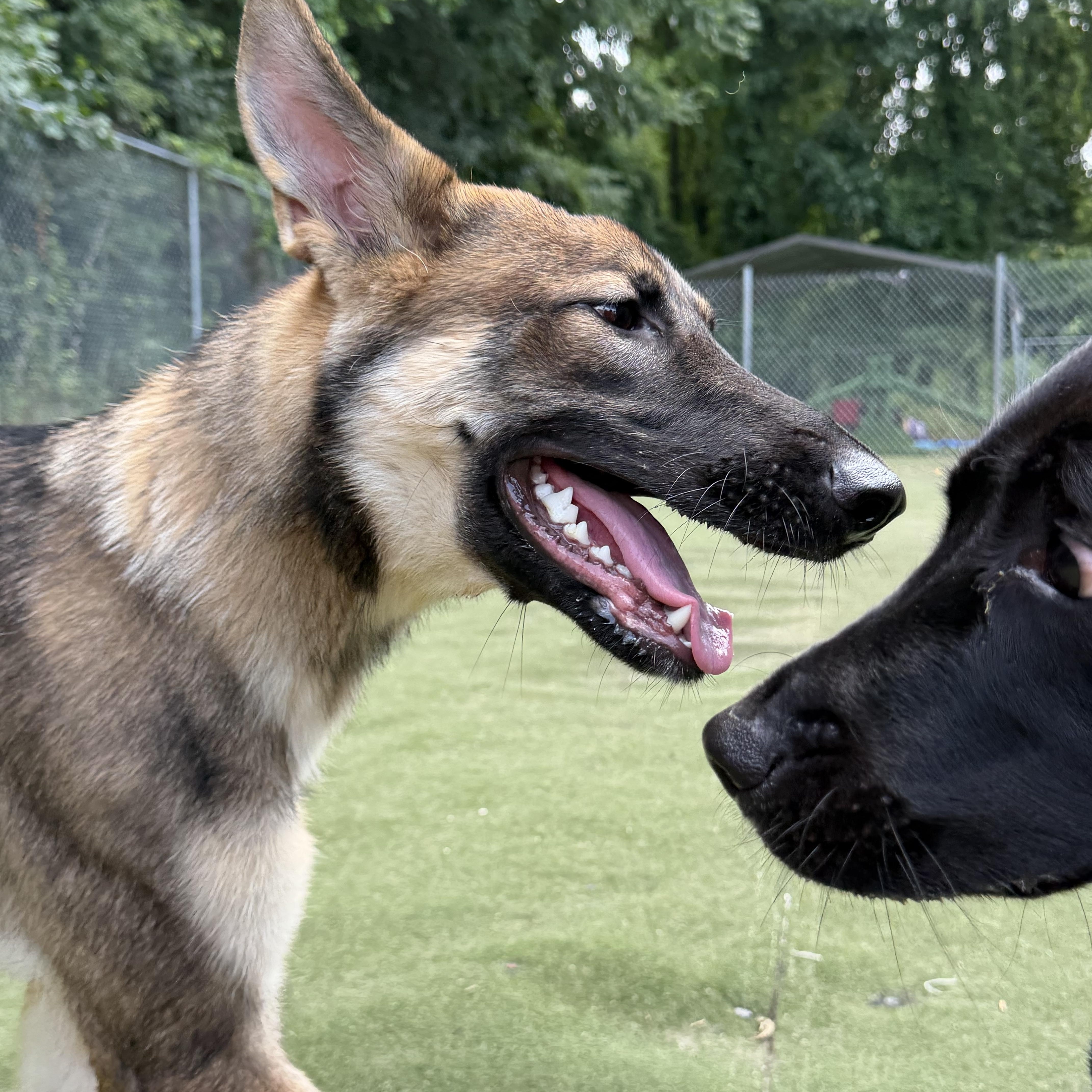 Timber, an adopted mixed breed in Charlotte, NC image 3/6