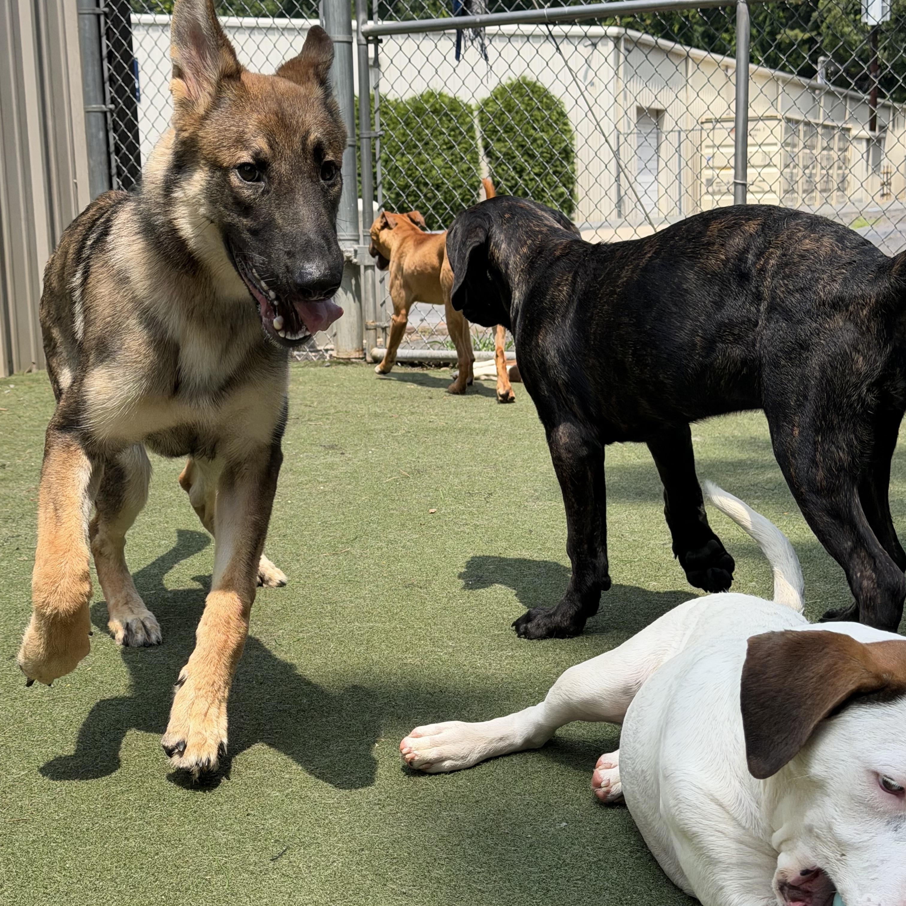 Timber, an adopted mixed breed in Charlotte, NC image 2/6