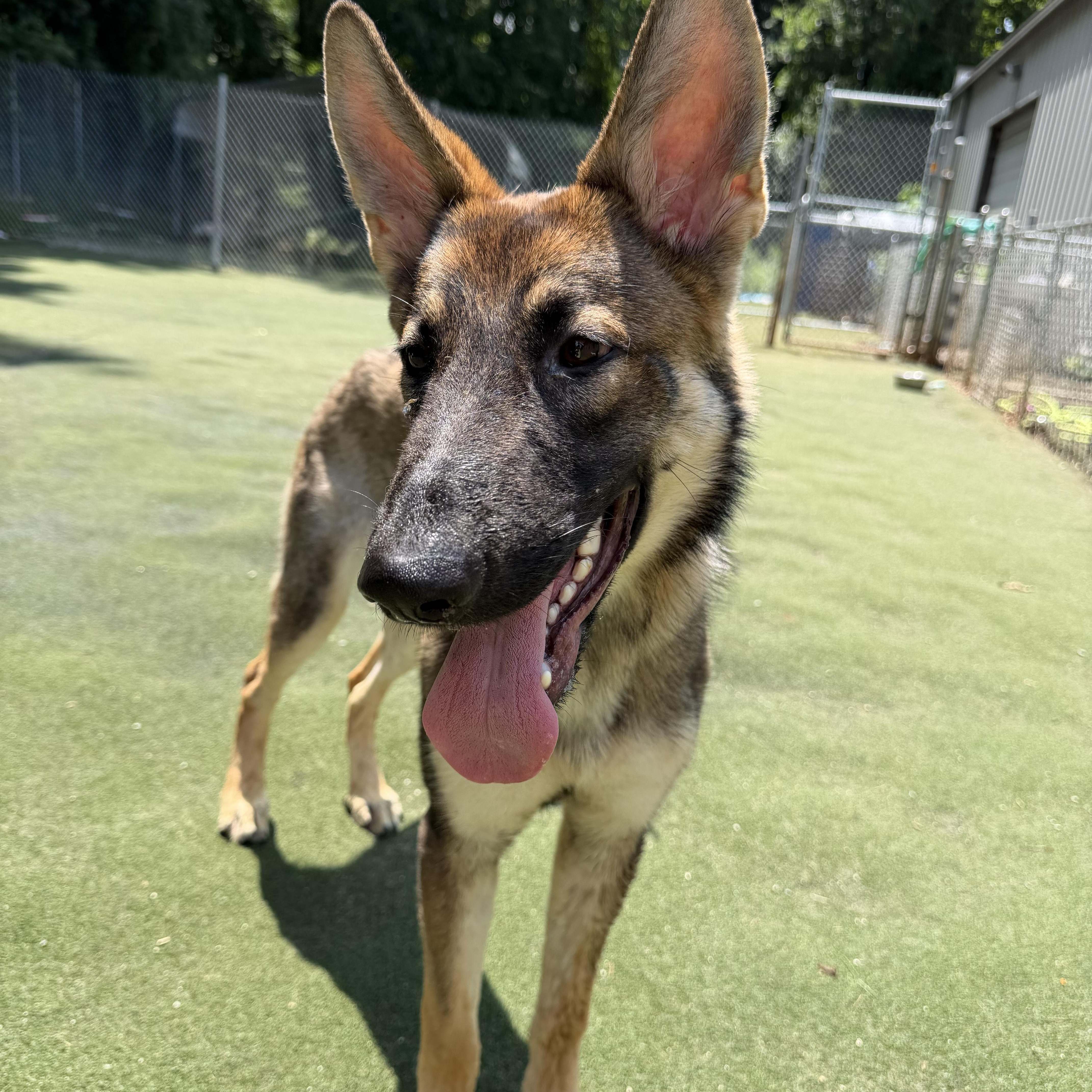 Timber, an adopted mixed breed in Charlotte, NC image 1/6