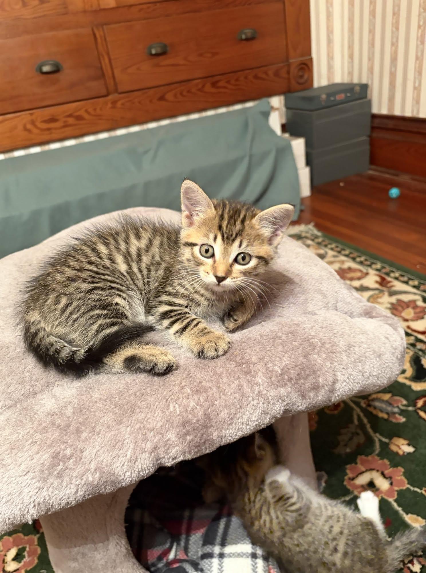 Ethel, Adopted, Kitten Female Tabby.
