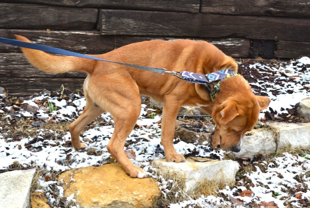 Enlarge Atlas, a Adoptable Labrador Retriever in Parkville, MO image 2/5