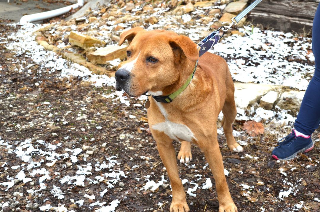 Enlarge Atlas, a Adoptable Labrador Retriever in Parkville, MO image 3/5