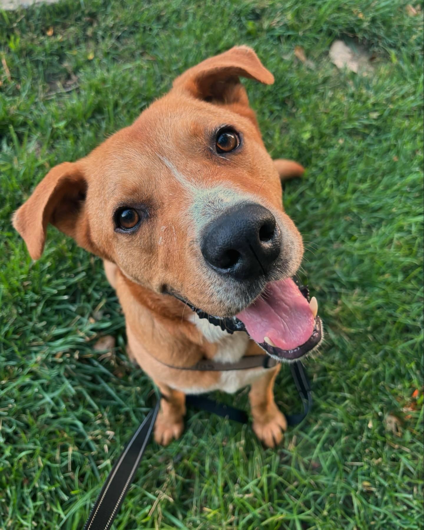 Enlarge Atlas, a Adoptable Labrador Retriever in Parkville, MO image 2/6
