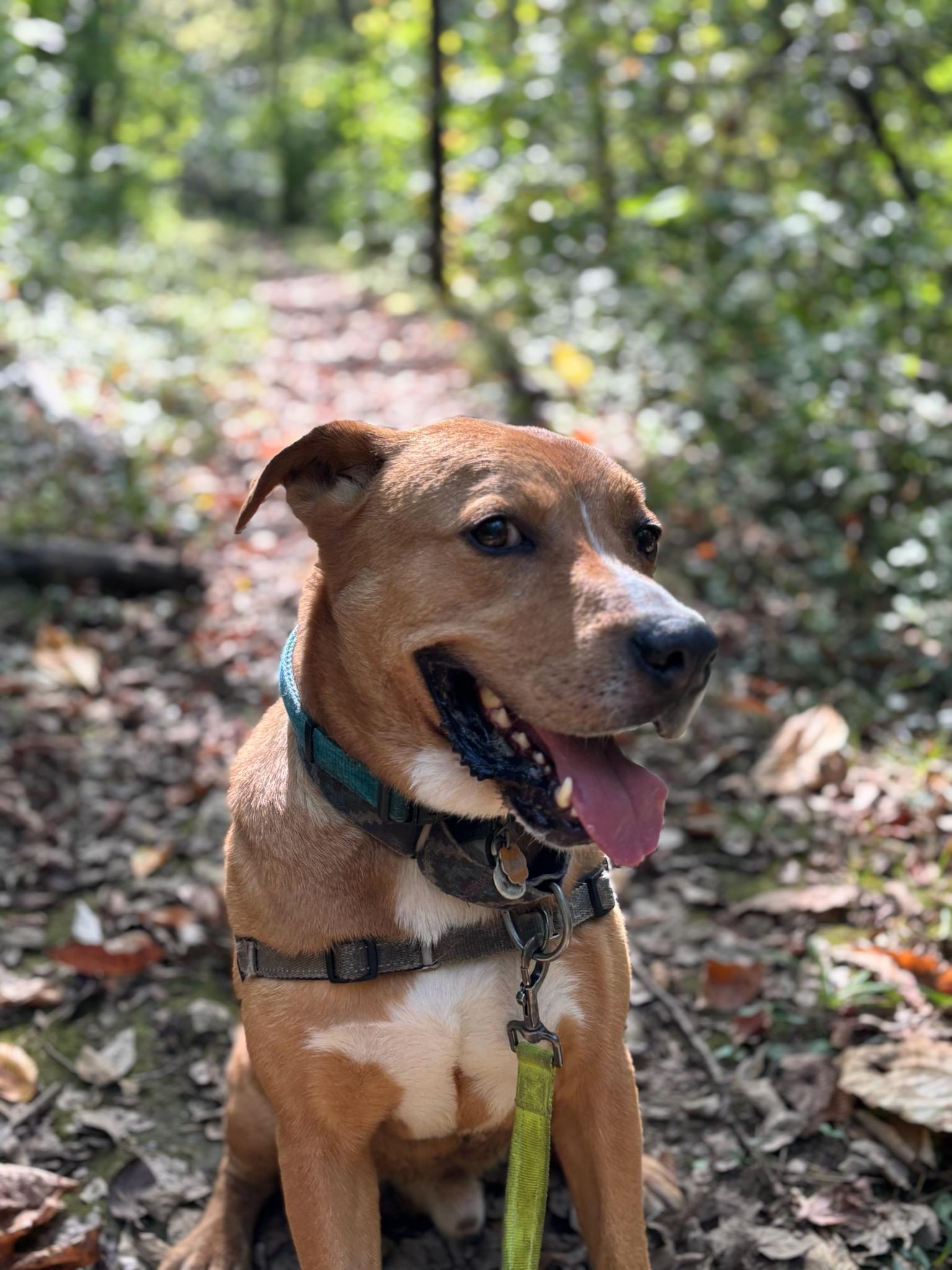 Enlarge Atlas, a Adoptable Labrador Retriever in Parkville, MO image 4/6
