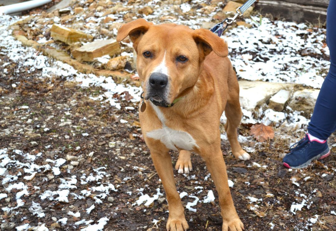 Enlarge Atlas, a Adoptable Labrador Retriever in Parkville, MO image 1/5