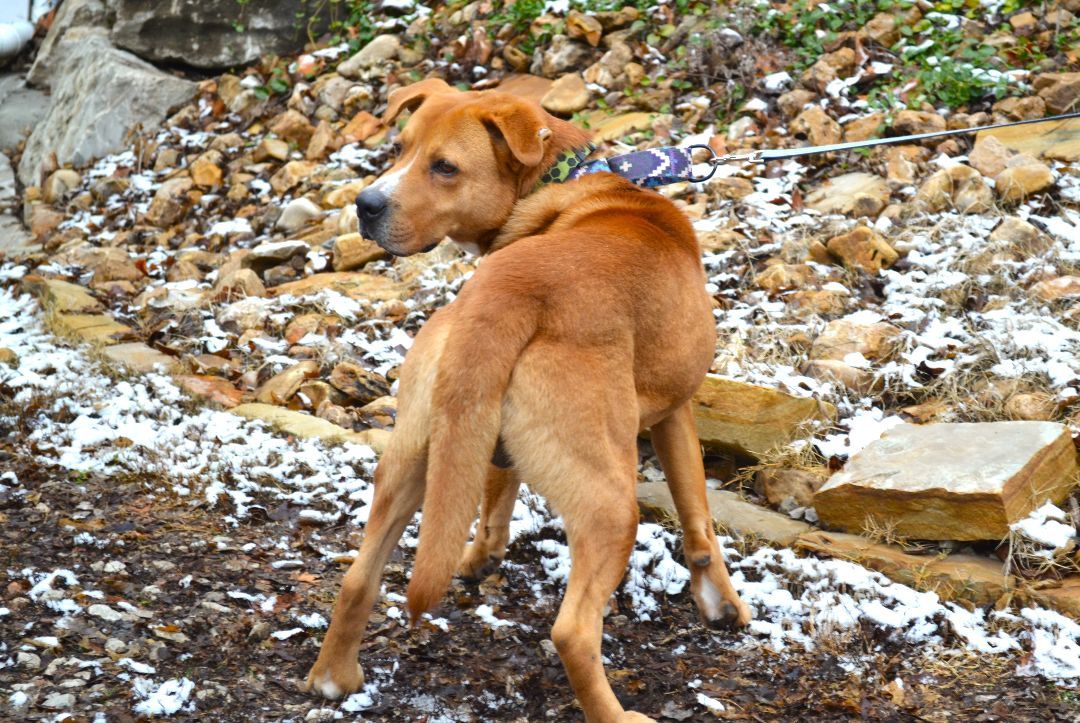 Enlarge Atlas, a Adoptable Labrador Retriever in Parkville, MO image 4/5