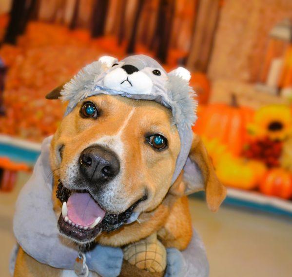 Atlas, Adoptable, Adult Male Labrador Retriever.