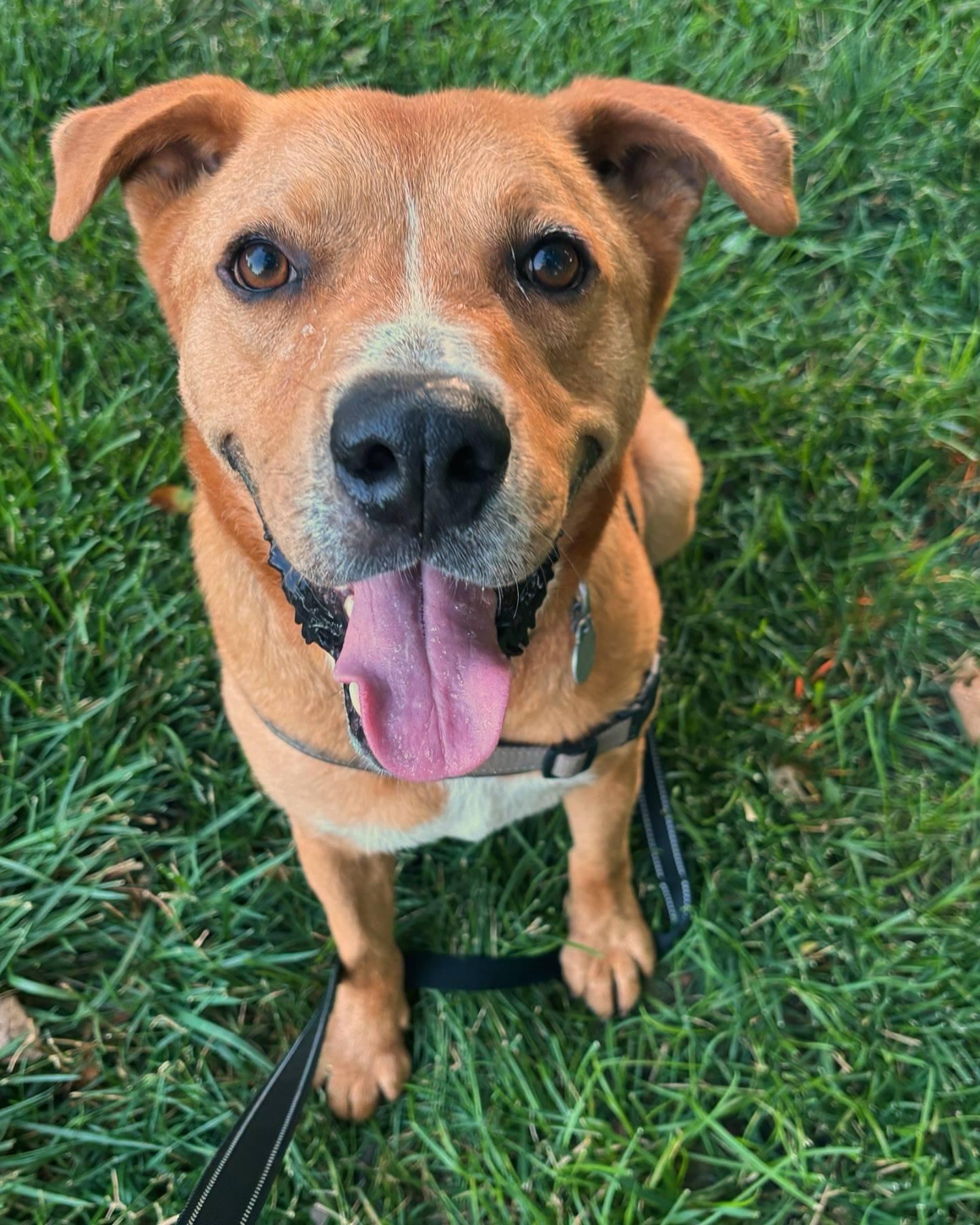 Enlarge Atlas, a Adoptable Labrador Retriever in Parkville, MO image 1/6