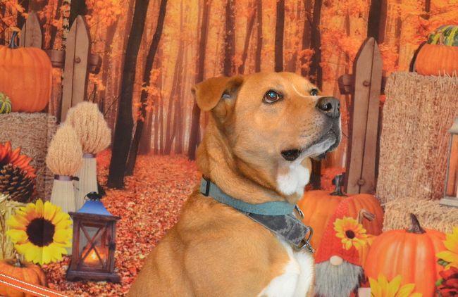 Enlarge Atlas, a Adoptable Labrador Retriever in Parkville, MO image 2/6