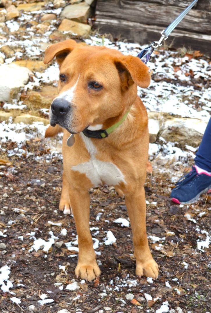 Enlarge Atlas, a Adoptable Labrador Retriever in Parkville, MO image 5/5